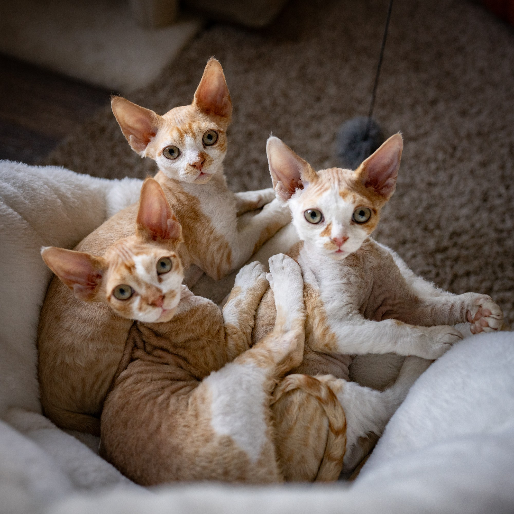 Three similar Devon Rex kittens. Three brothers
