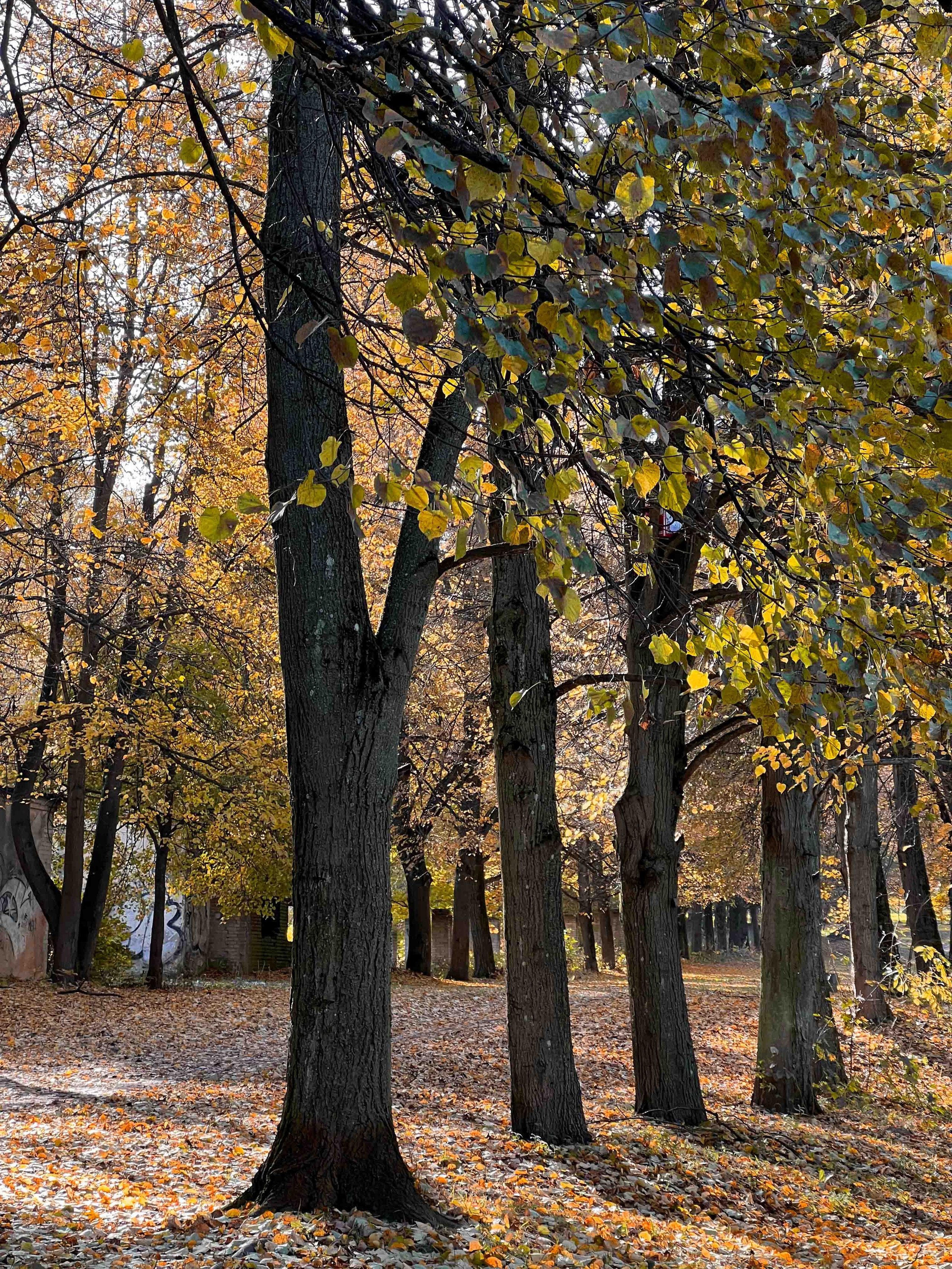 Best Autumn Photoshoot Locations in Vilnius: Top Spots to Capture the Fall Colors. Framed by Evelina | Destination Wedding Photographer from Lithuania | Europe