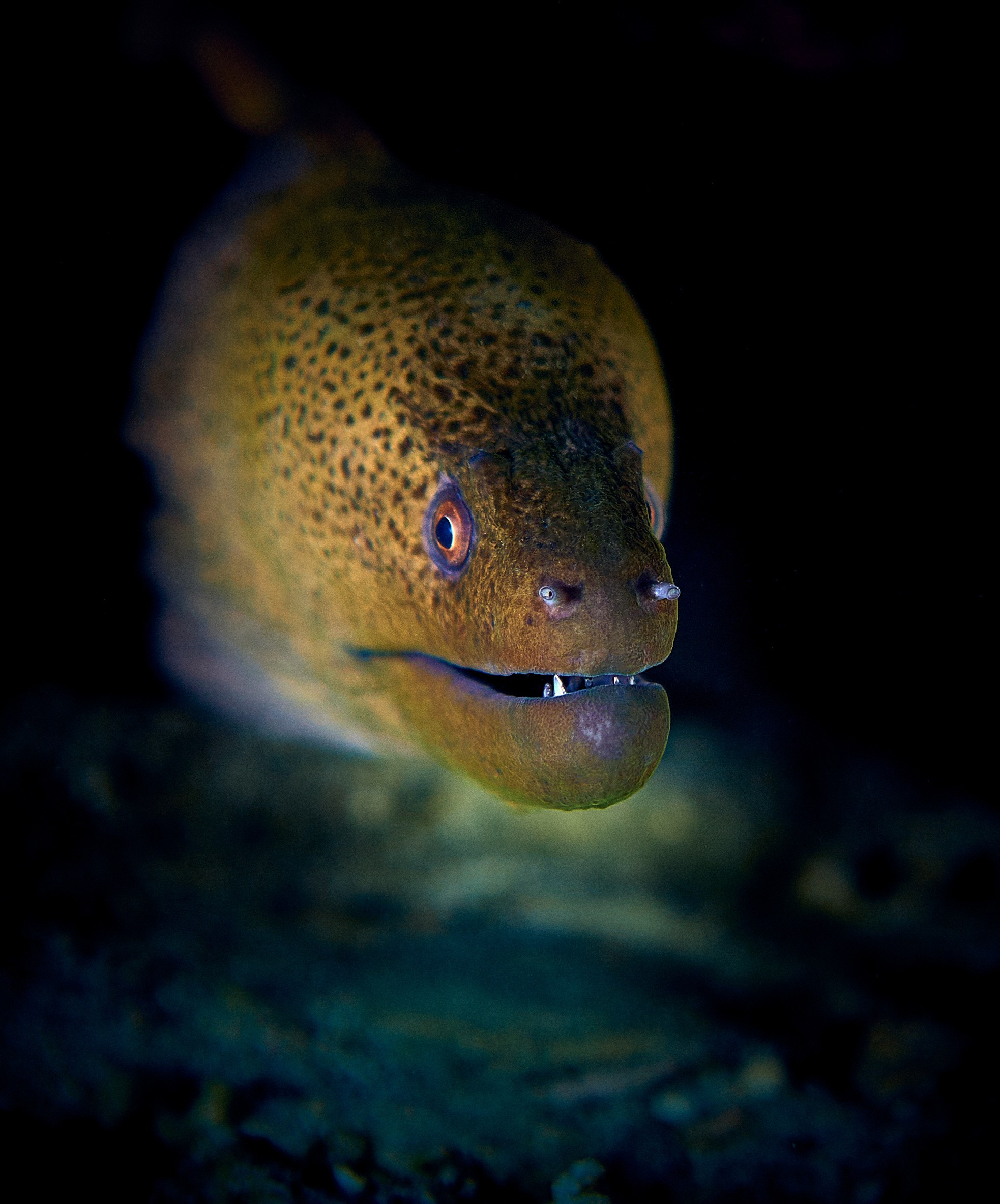 2023-11 - Diving Safari Deep South Egypt. Andriej Szypilow — Photography & Videography