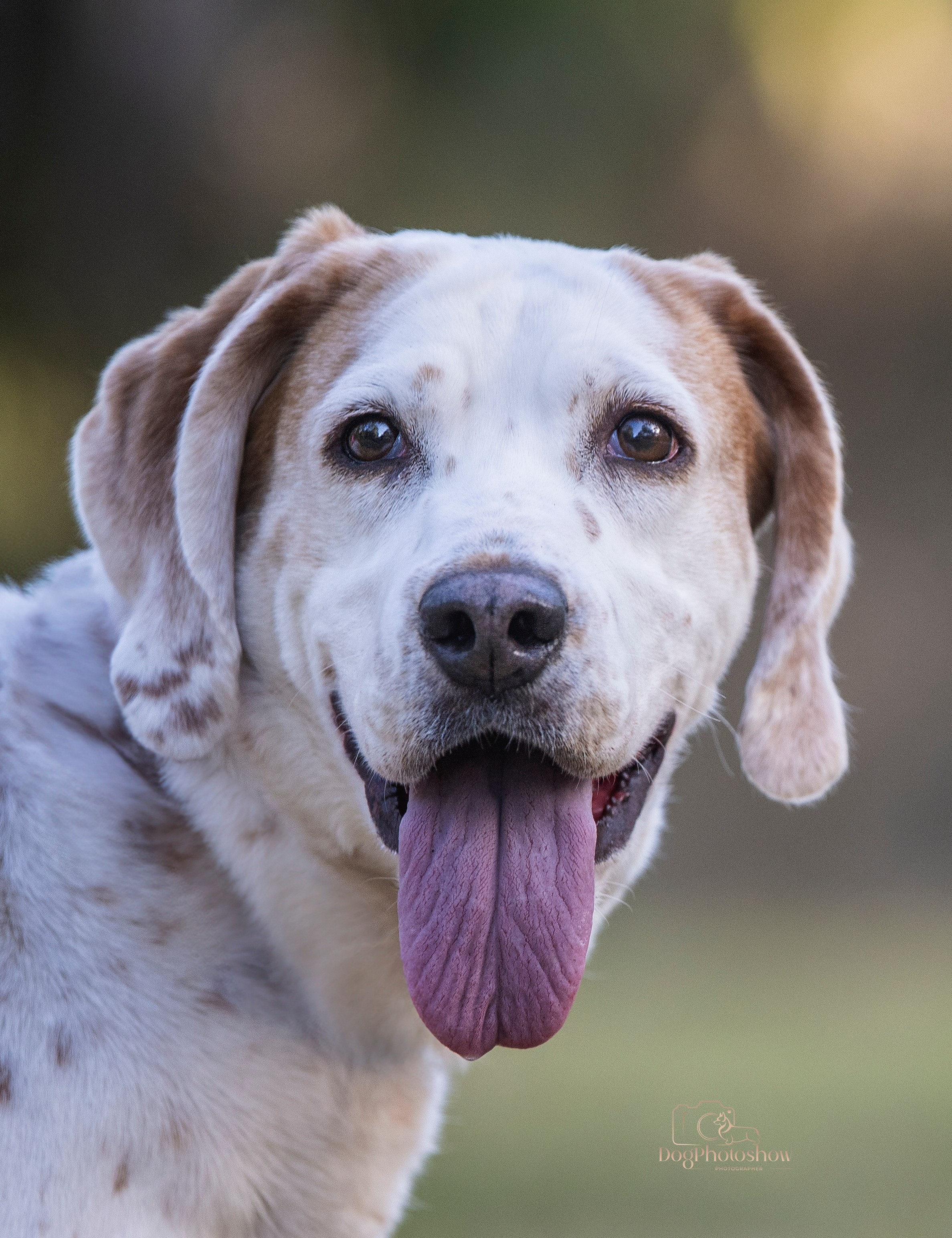 📸 11. Katerina Royter Pet Photographer North Florida