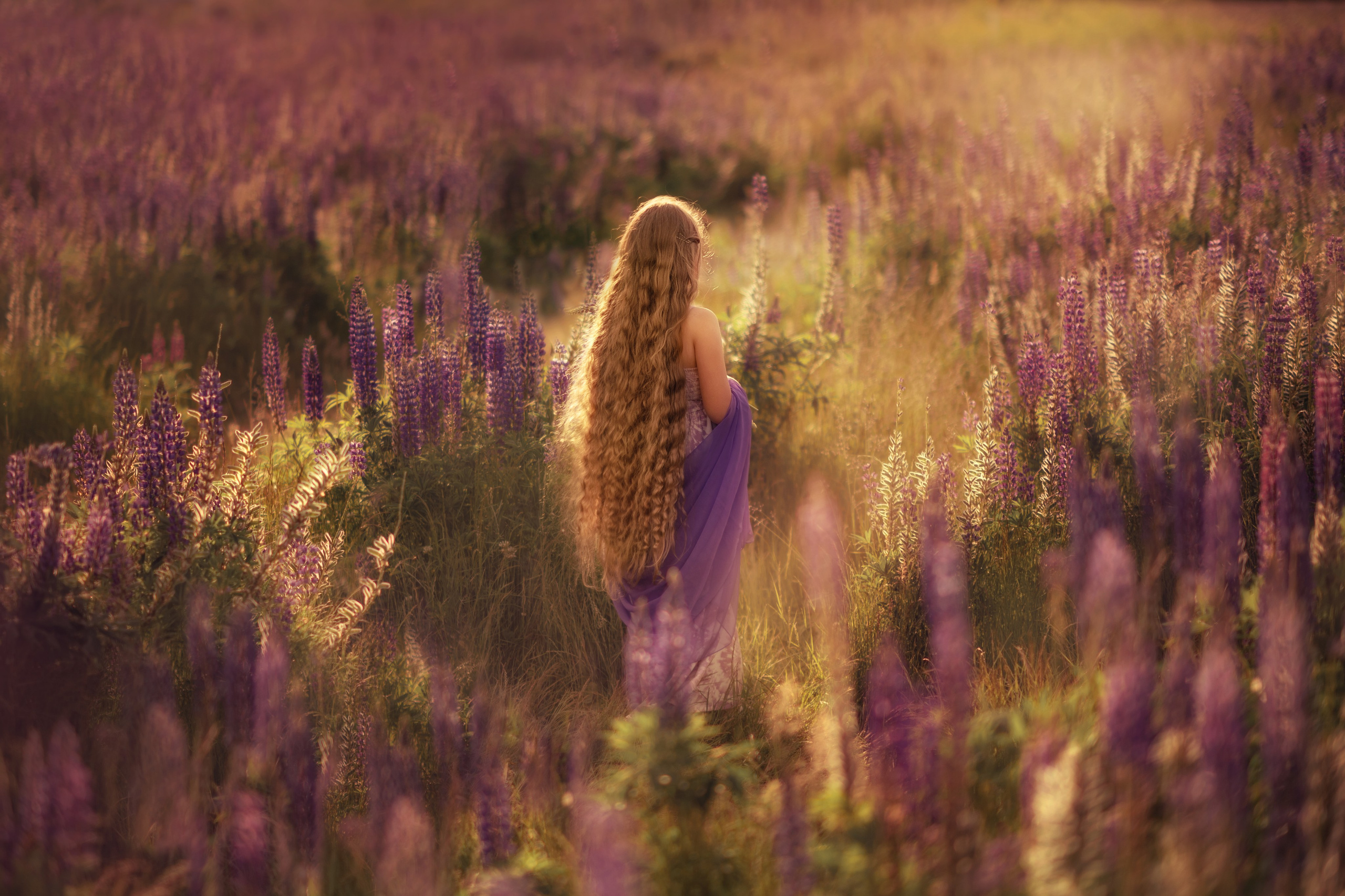 Field of lupines. Wedding & portrait photography in the Seattle Area. Helen Michelle photographer
