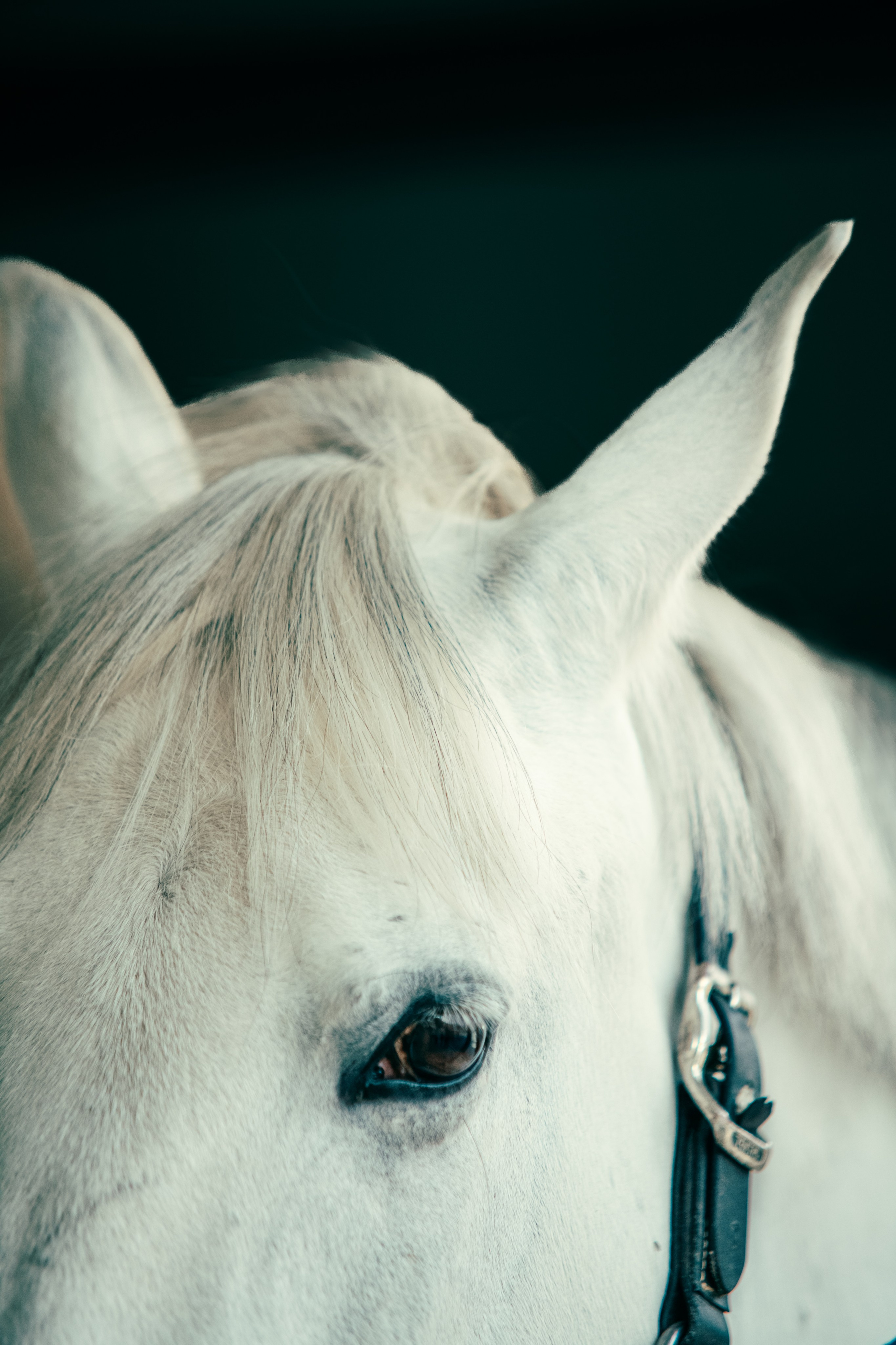 HORSES. Anastasiia Antoniuk portrait, family and couple photographer, Portugal