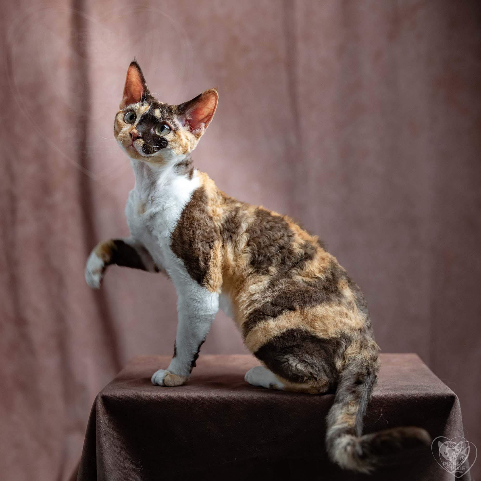Dottie, girl, born on 06.06.24 NOT AVAILABLE. Devon Rex Pixie Cattery