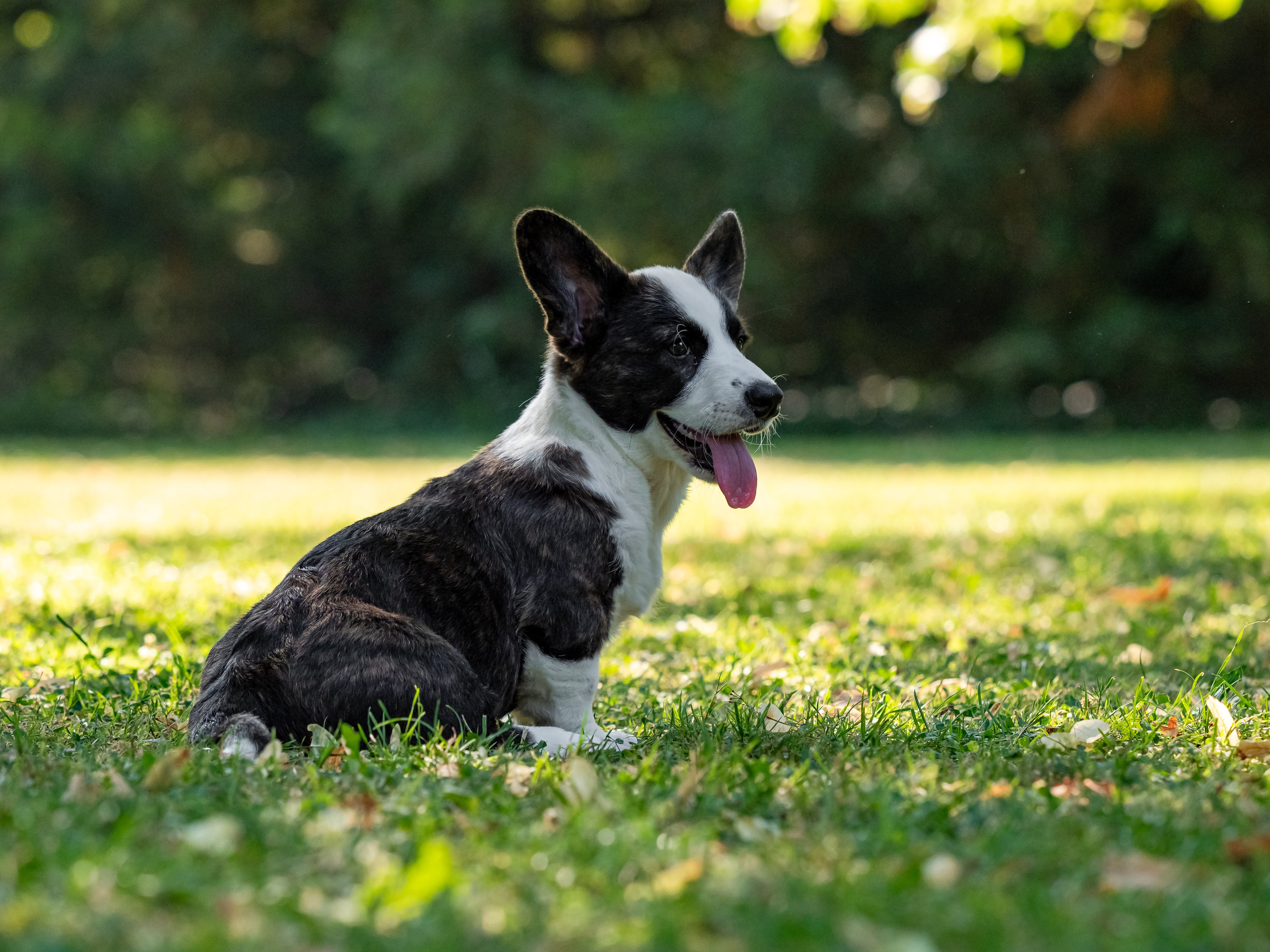 Puppies 03/06/2025. Photographe à Strasbourg | Portraits, Studio, Enfants, Événements