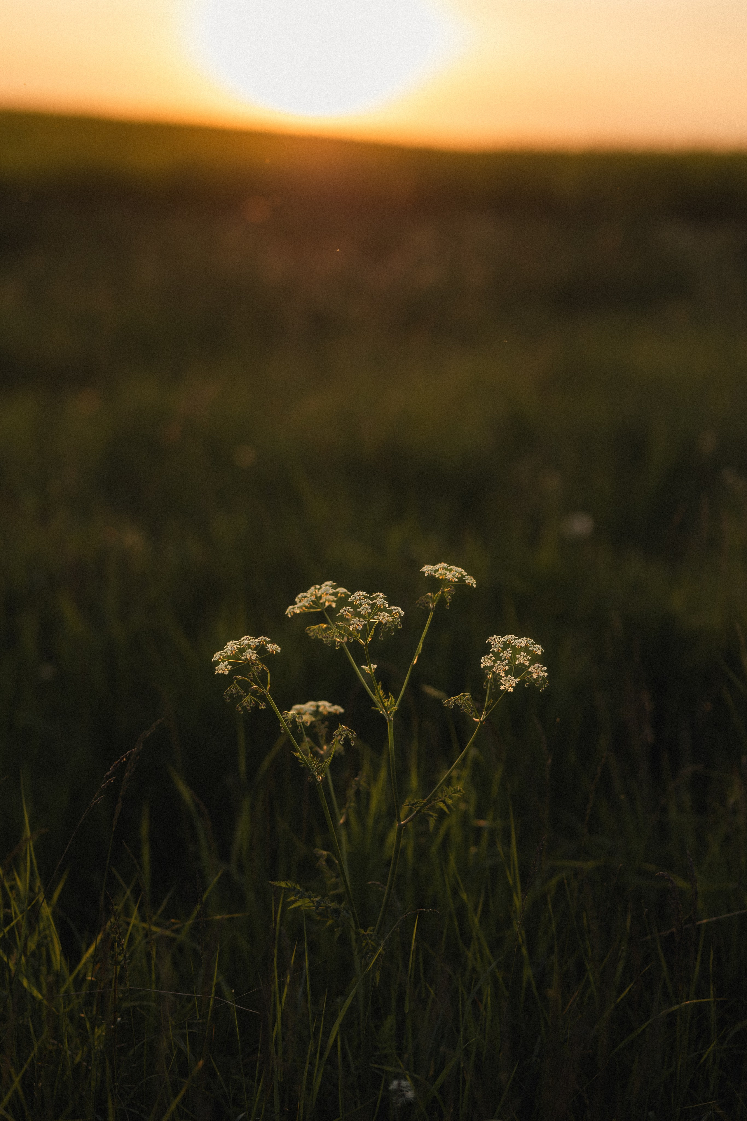 Asmeninė fotosesija Marijampolės apylinkėse