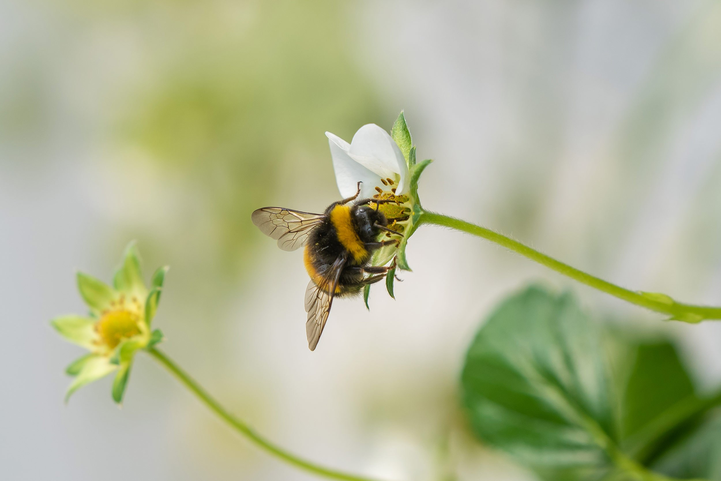 Rockberry. Фотограф в Ереване