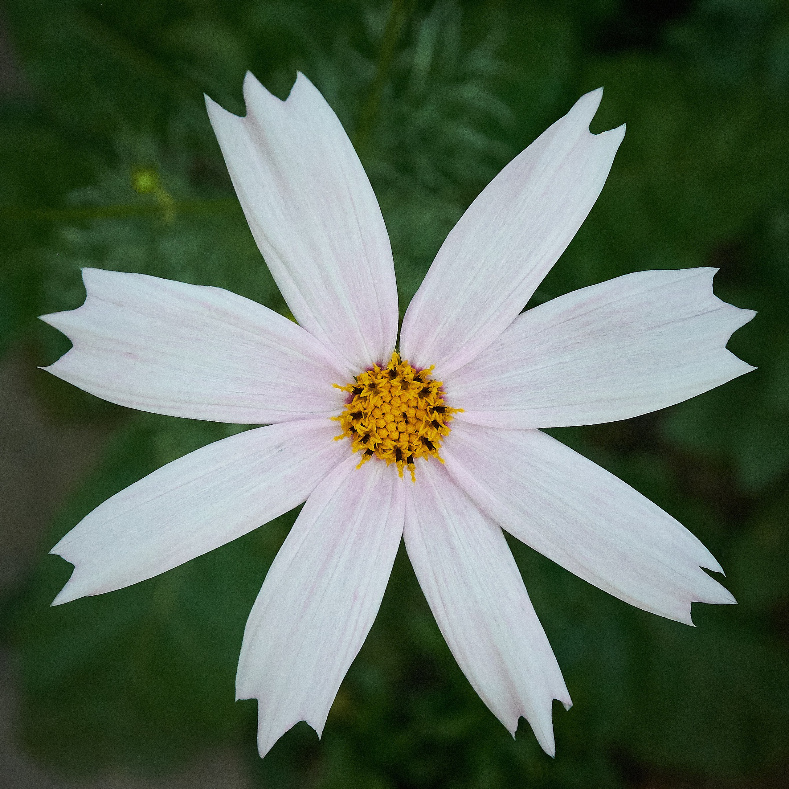 Flori. Pagina principală