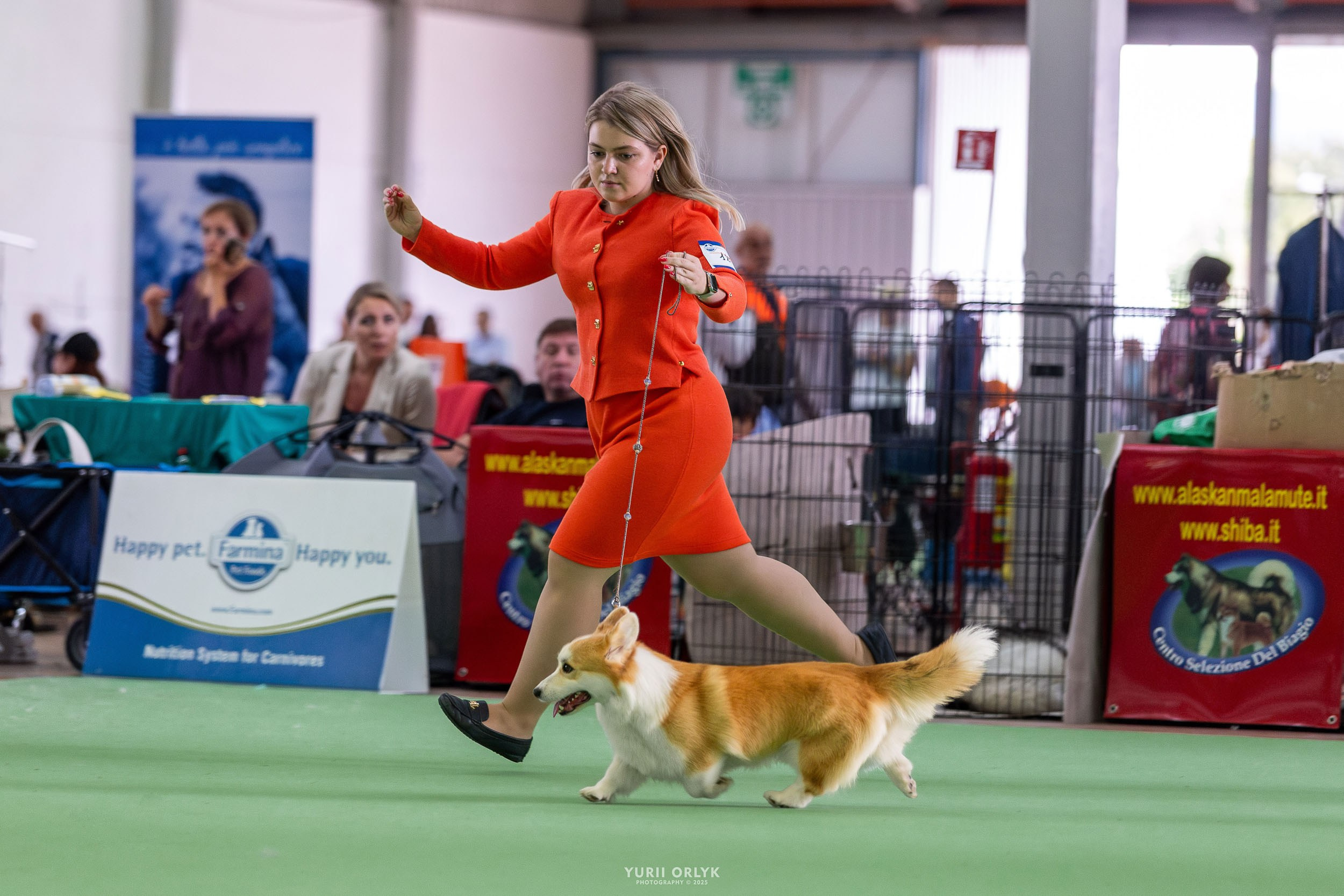 Dog Shows. Yurii Orlyk Photography