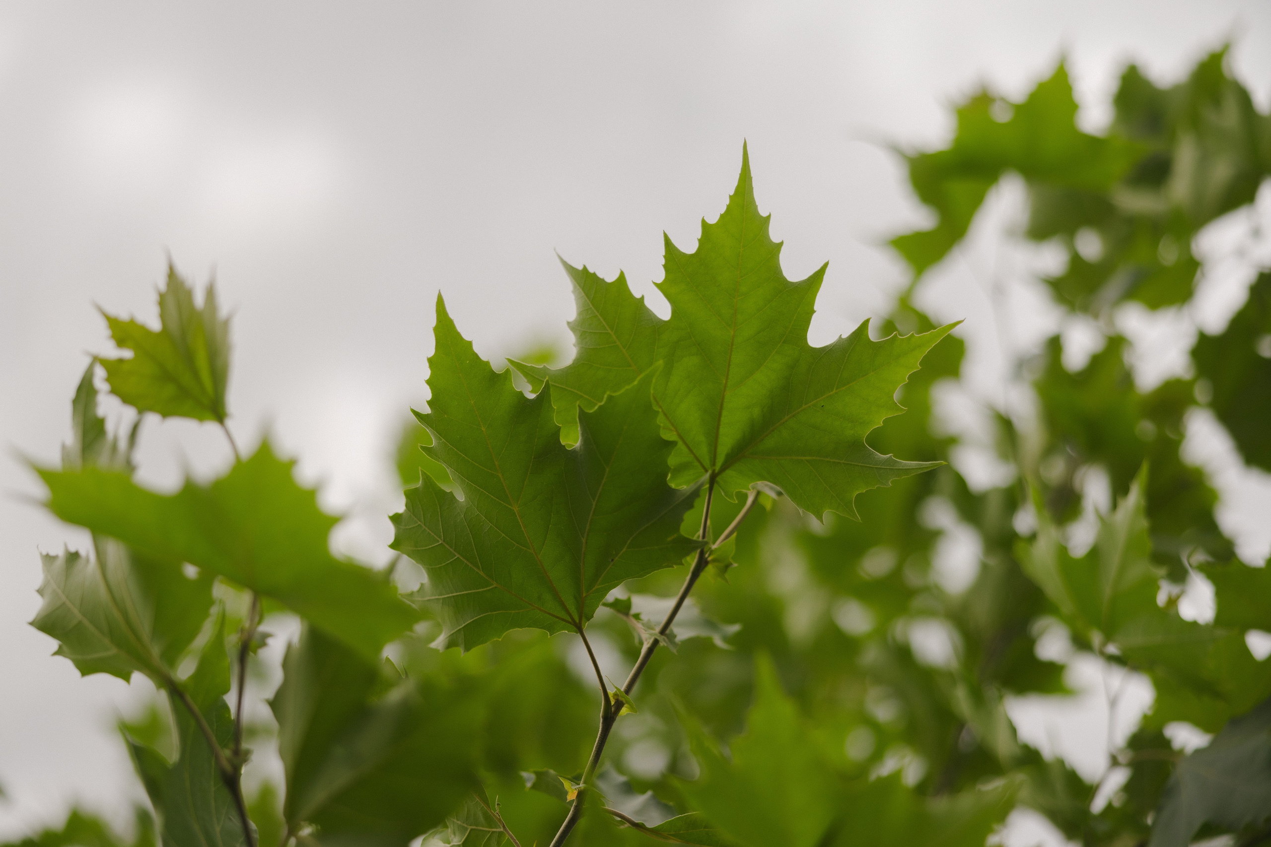 Азиз и Рано. Азимжан Нуритдинходжаев — свадебный фотограф
