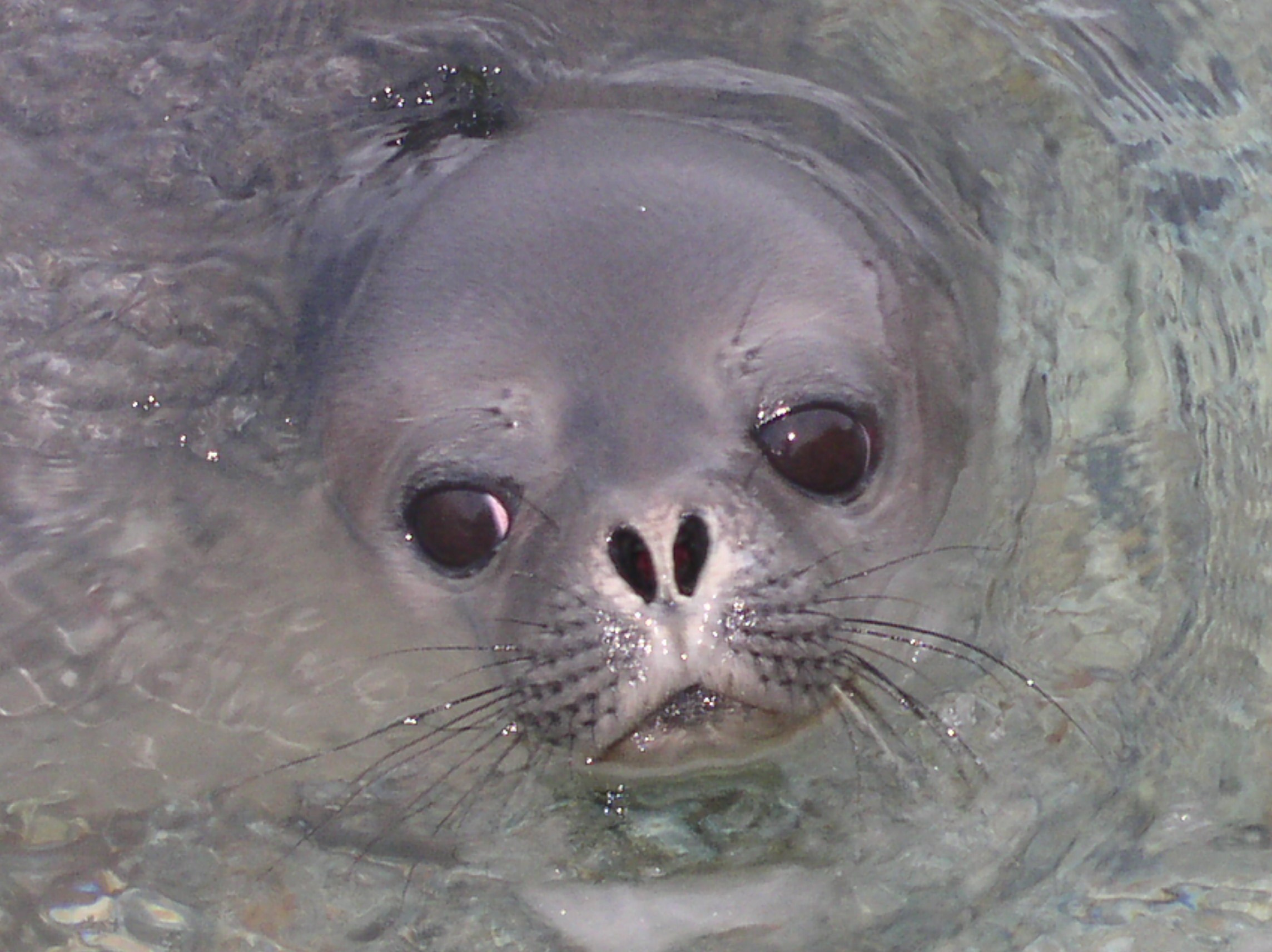 ANTARCTICA. Reportage concert portrait photography in the San Francisco Bay Area