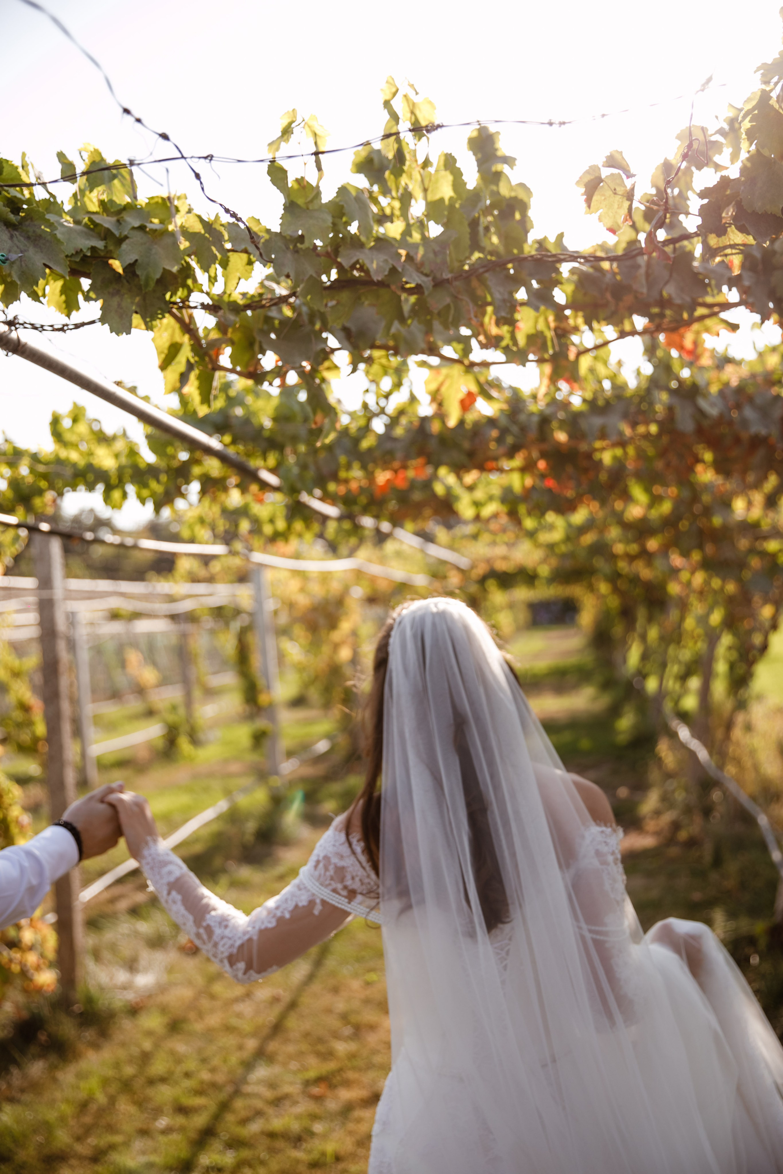 Свадьба на винодельне. Фотограф Вероника Яцына в Ташкенте