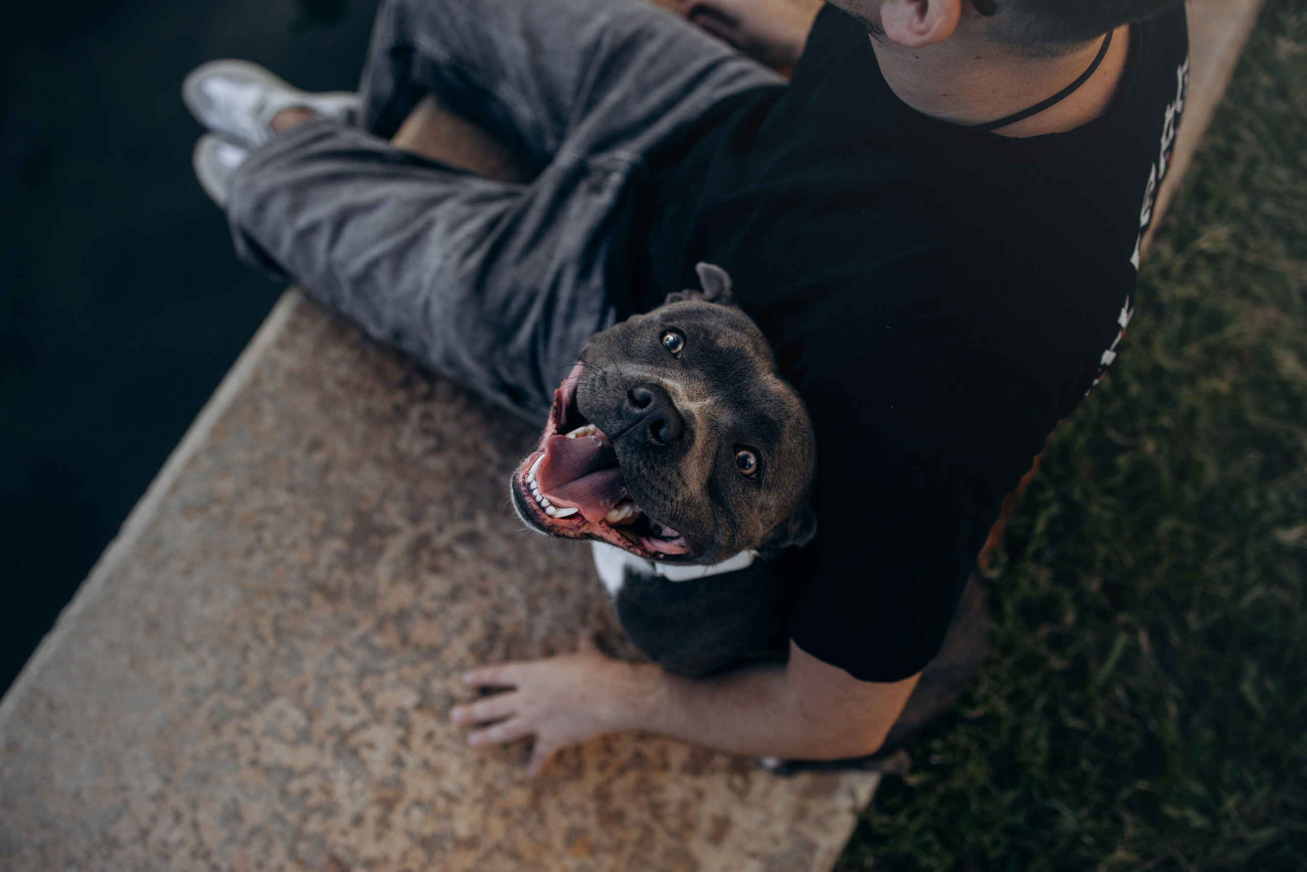 Cosmo & Serge. Pet Photographer Viktoriya Aleshenko