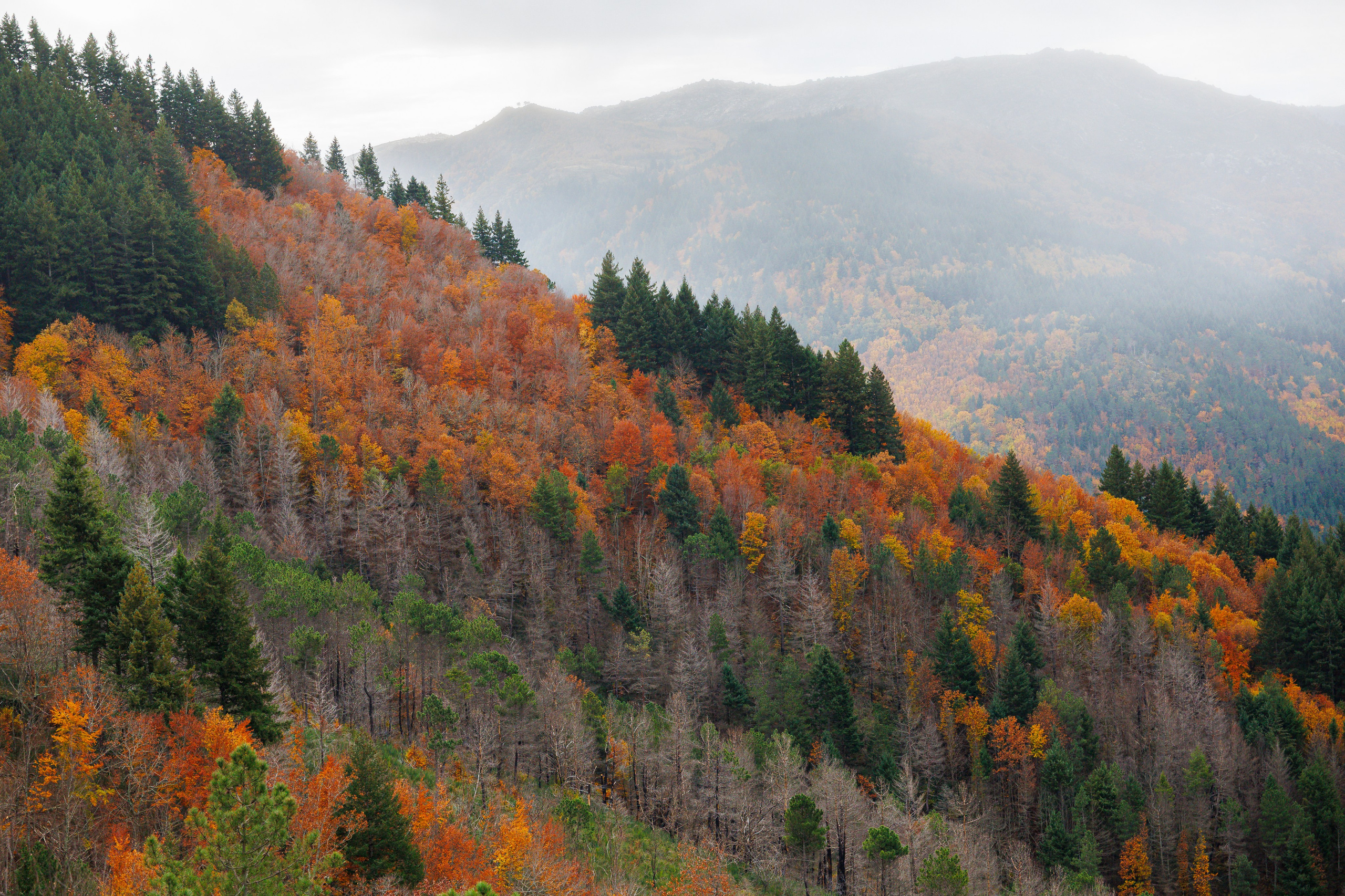 Fotografia de Natureza – Portfólio | Paulo Marques Photography. Paulo Marques Photography