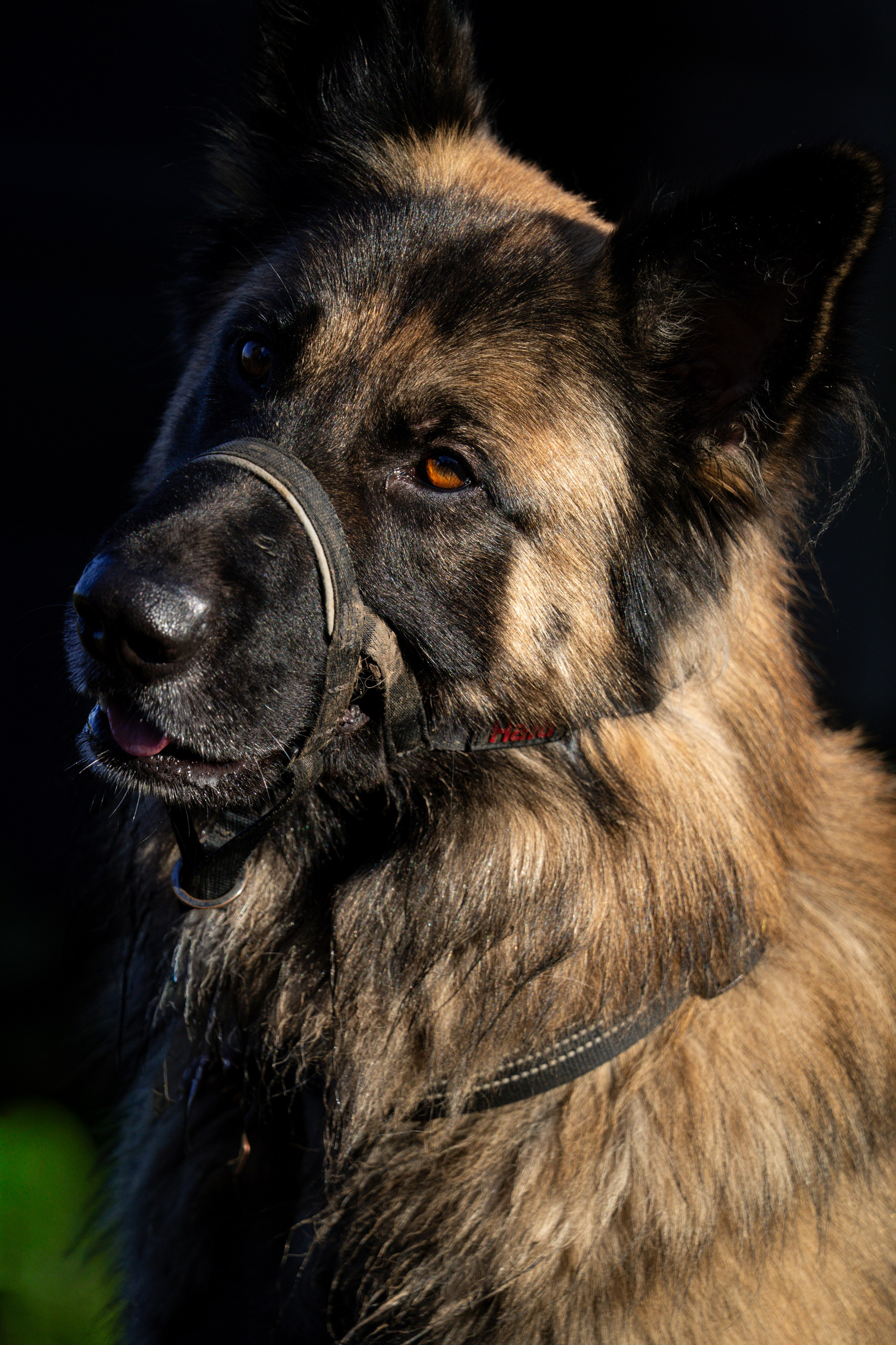 Pets. Ryan Hewitt Photographer