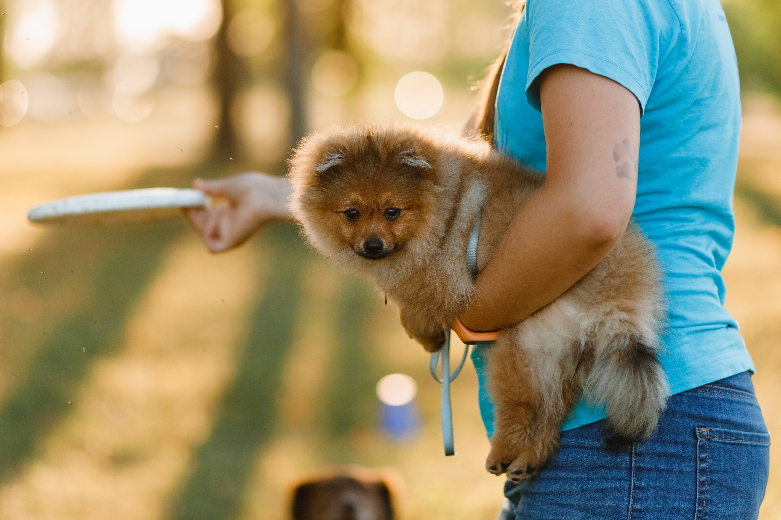 Frisbee workshop of Darya Lukina. Kaja | fotograf we Wrocławiu | ludzie i psy