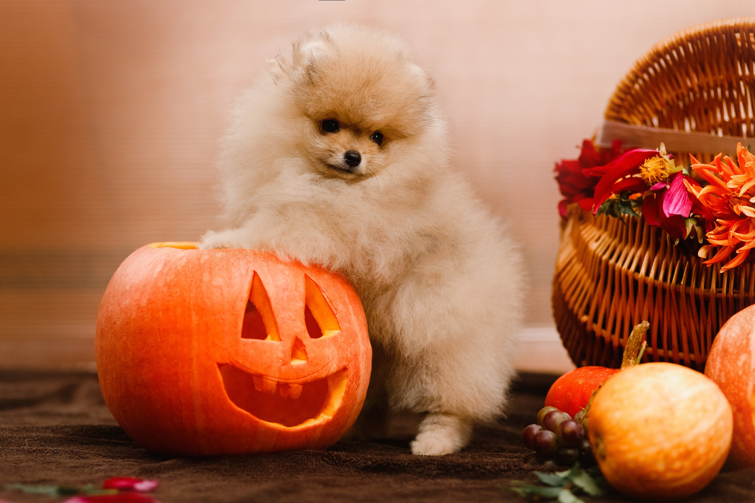 Halloween spitz puppies. Kaja | fotograf we Wrocławiu | ludzie i psy