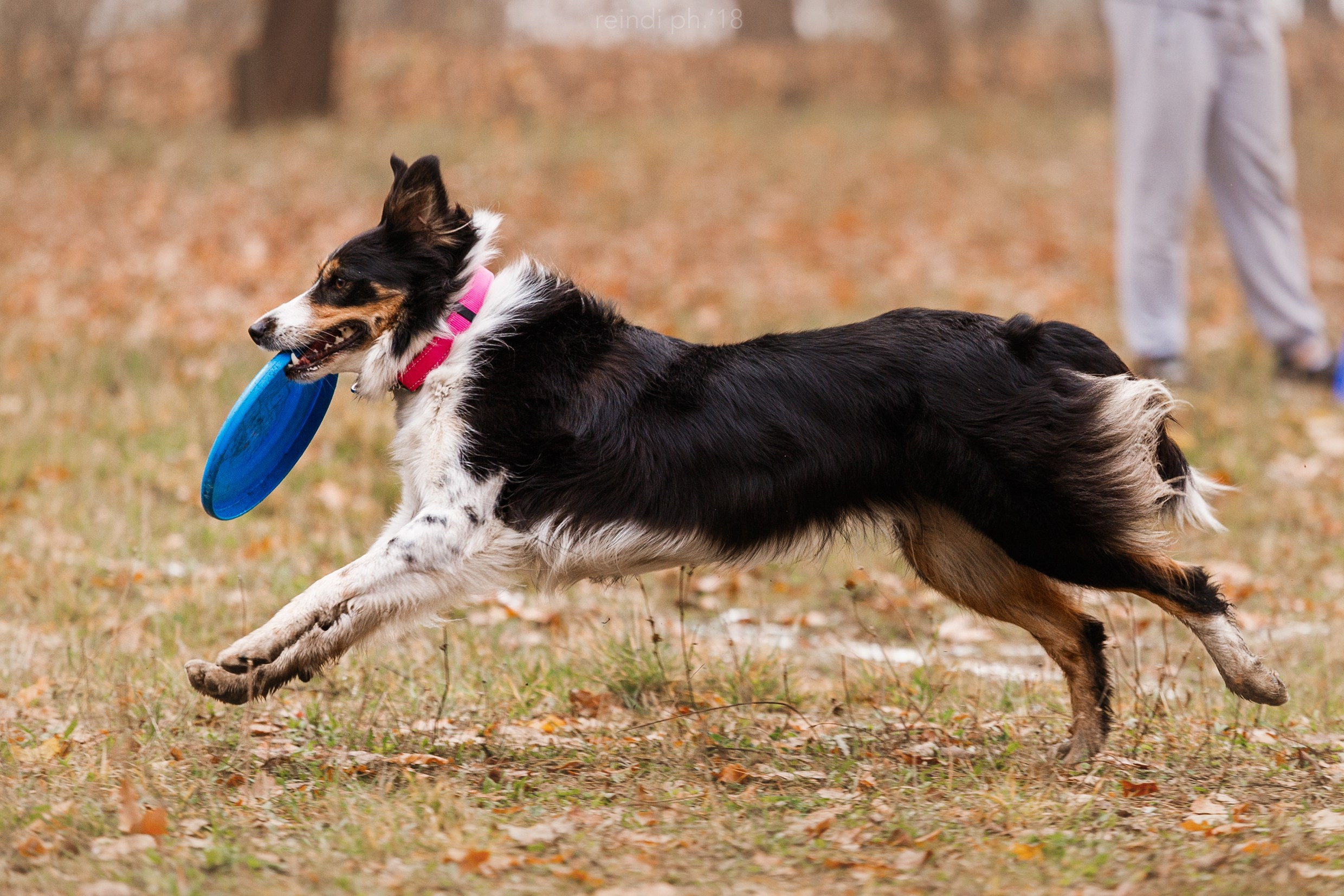 Frisbee and dog puller championship | autumn. Kaja | fotograf we Wrocławiu | ludzie i psy