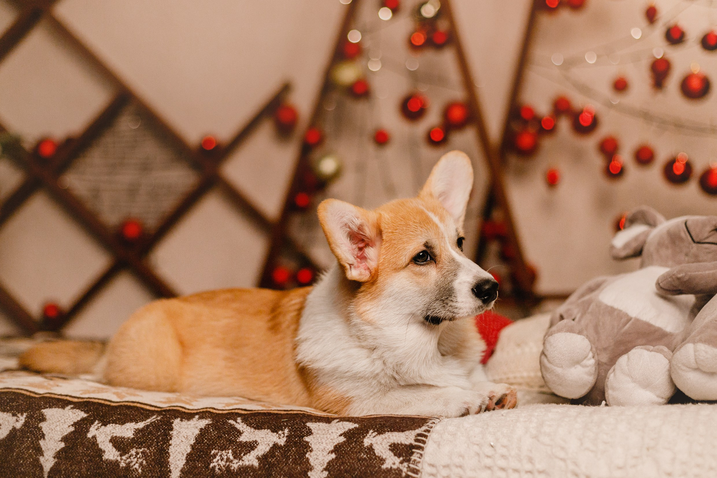 New Year corgis in studio. Kaja | fotograf we Wrocławiu | ludzie i psy