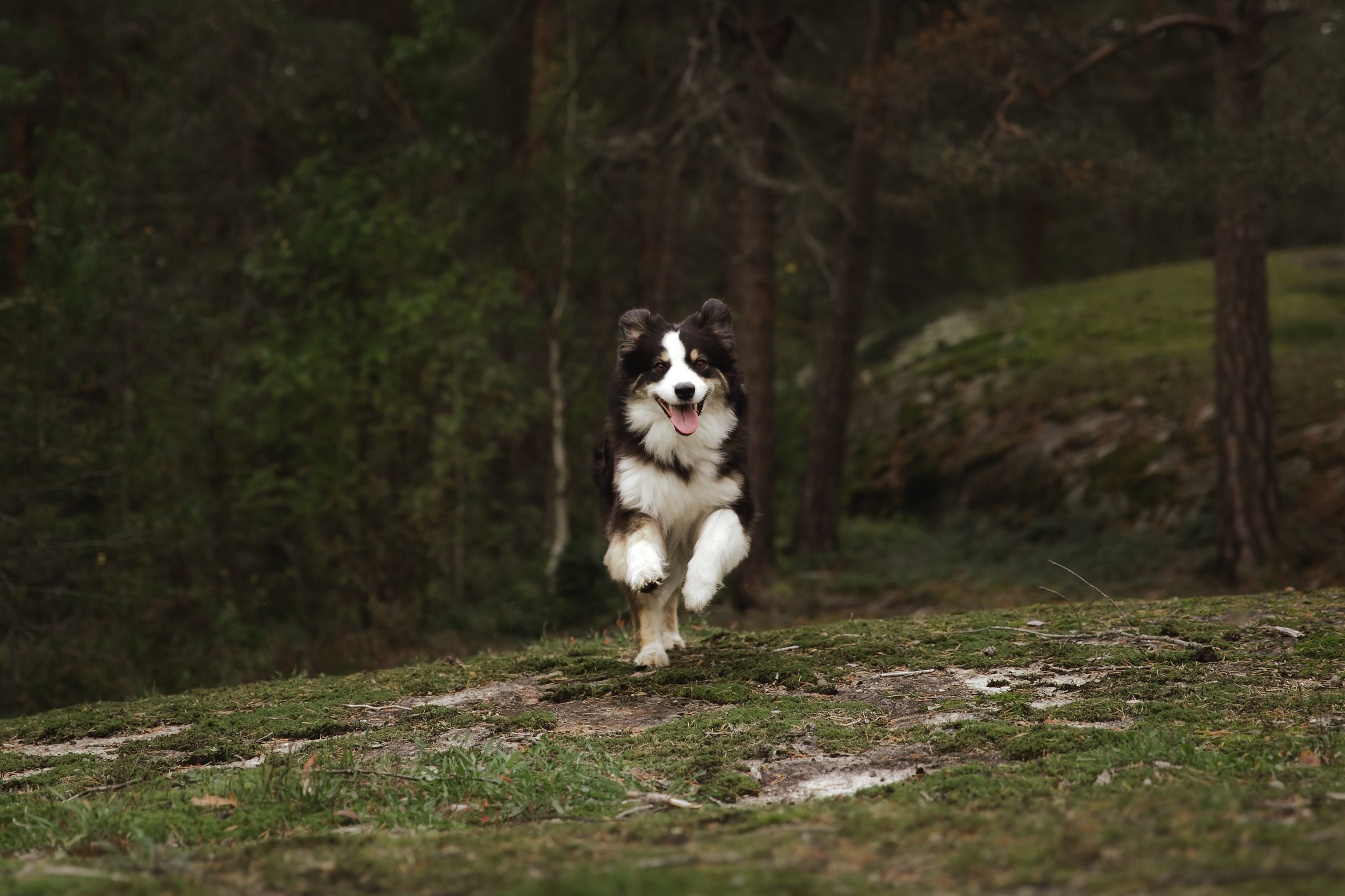 Finnish mossy hills. Kaja | fotograf psów we Wrocławiu