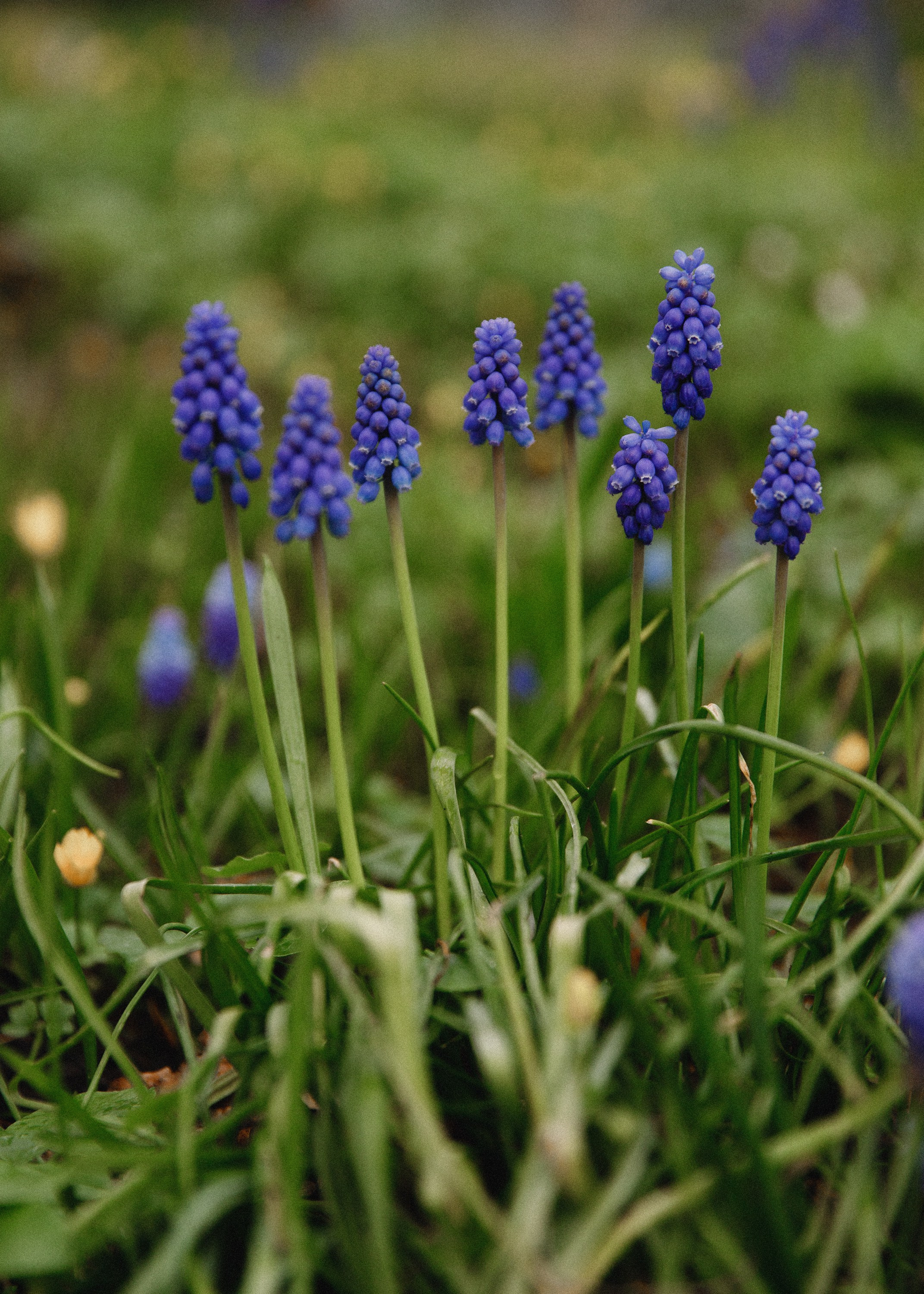Botanical garden in Wroclaw. Kaja | fotograf we Wrocławiu | ludzie i psy