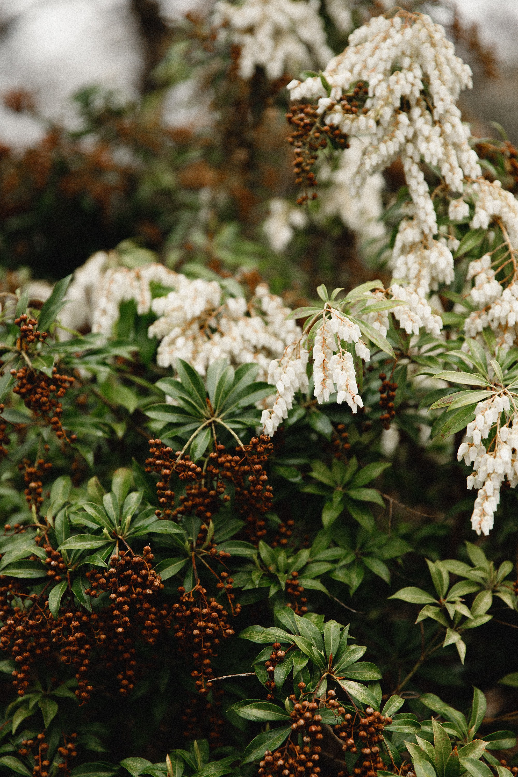 Botanical garden in Wroclaw. Kaja | fotograf we Wrocławiu | ludzie i psy