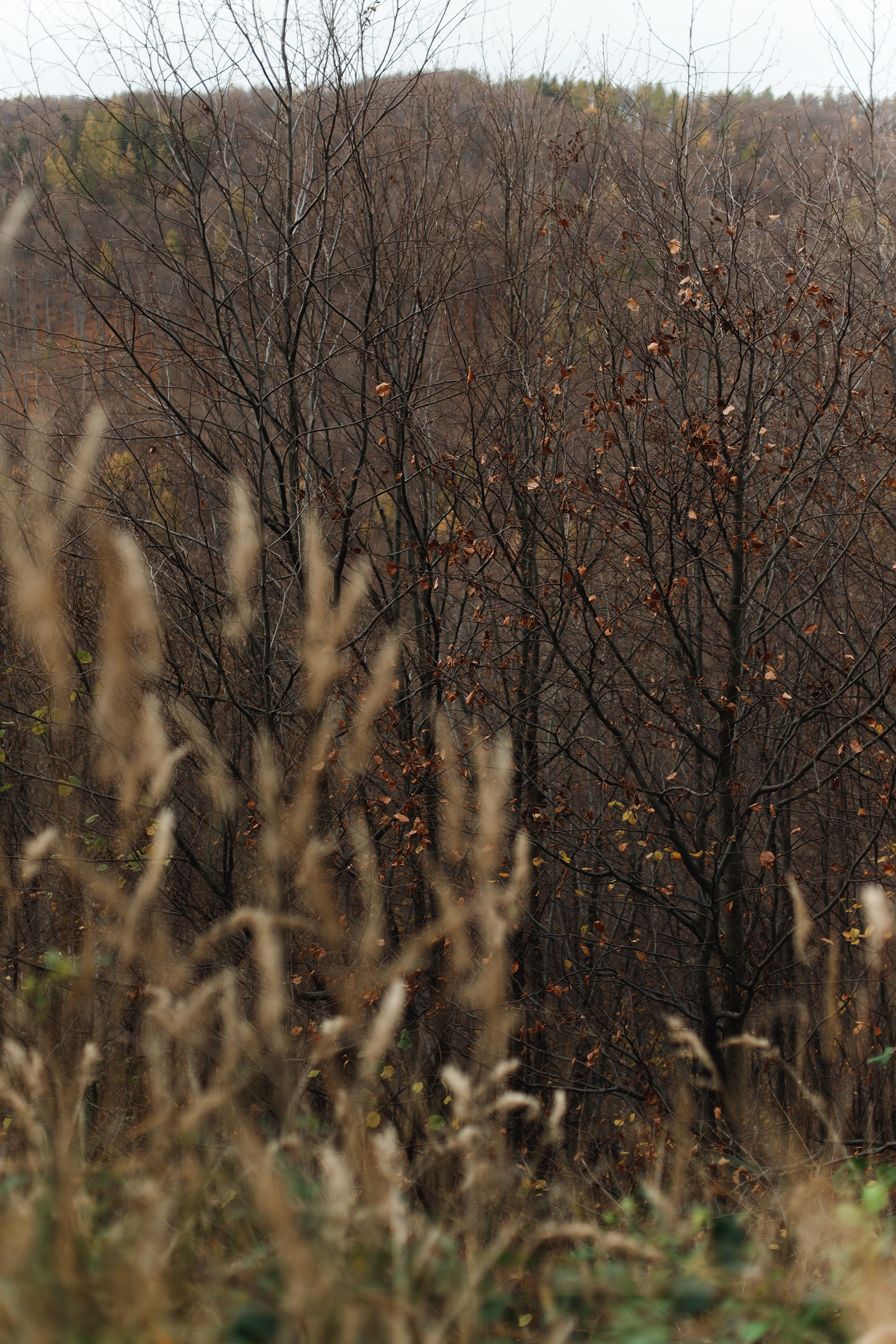 Sowie góry. Kaja | fotograf we Wrocławiu | ludzie i psy