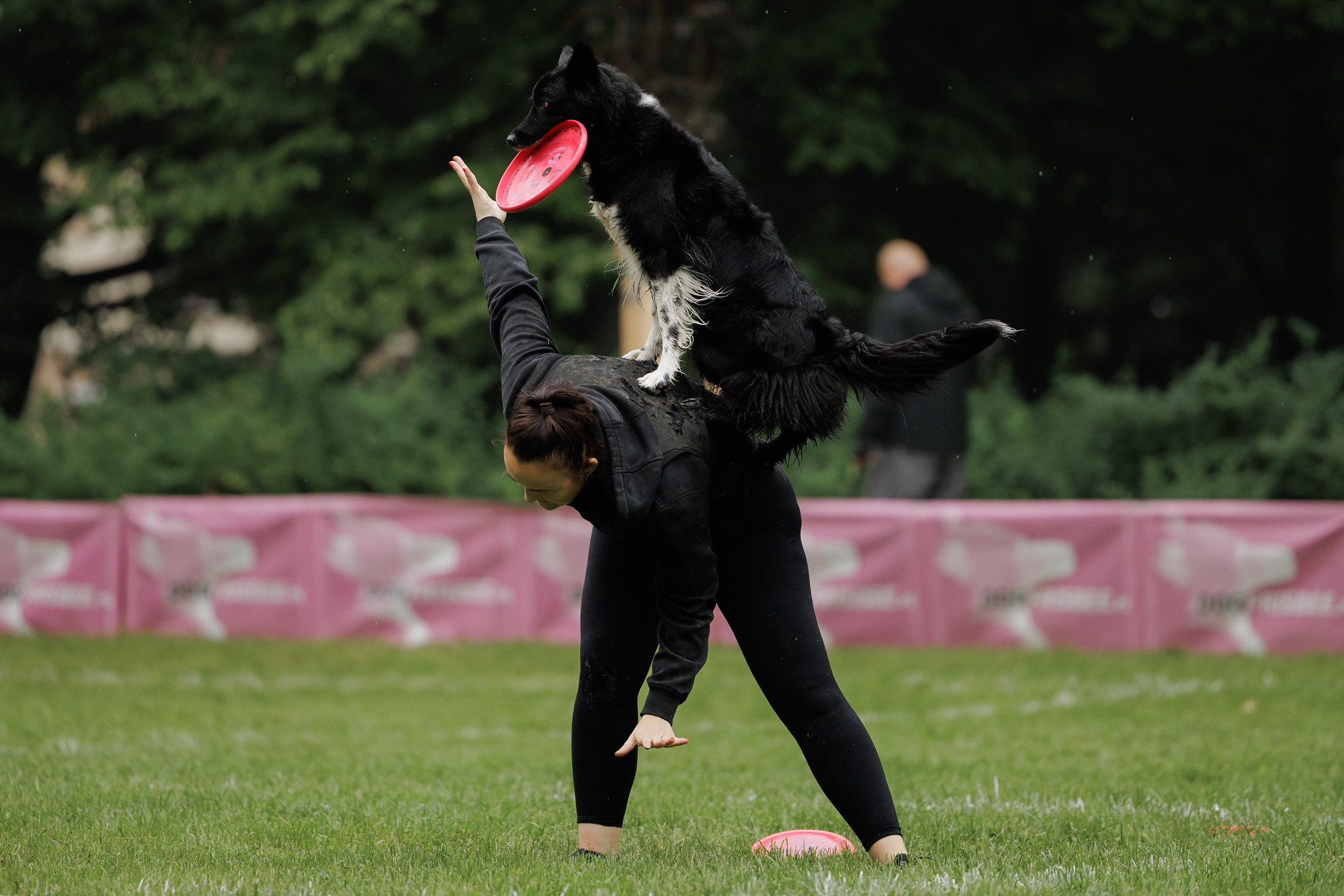 Latające psy, Wrocław'25. Kaja | fotograf psów we Wrocławiu