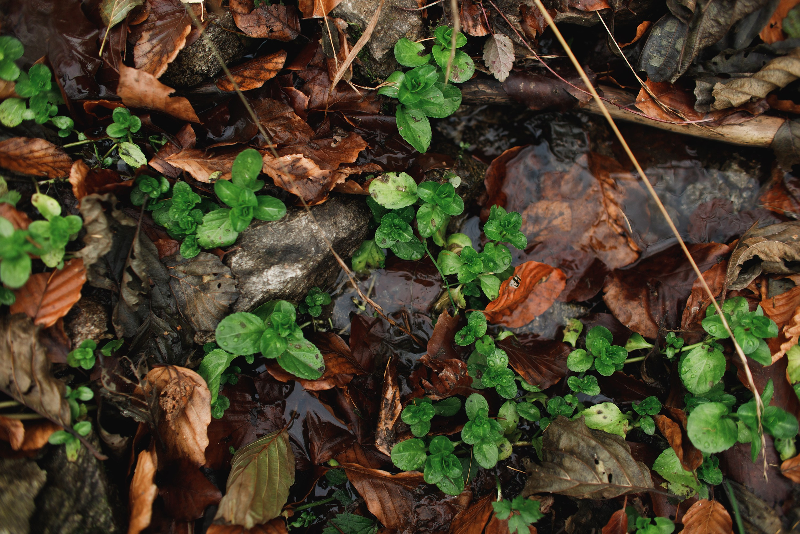 Sowie góry. Kaja | fotograf we Wrocławiu | ludzie i psy