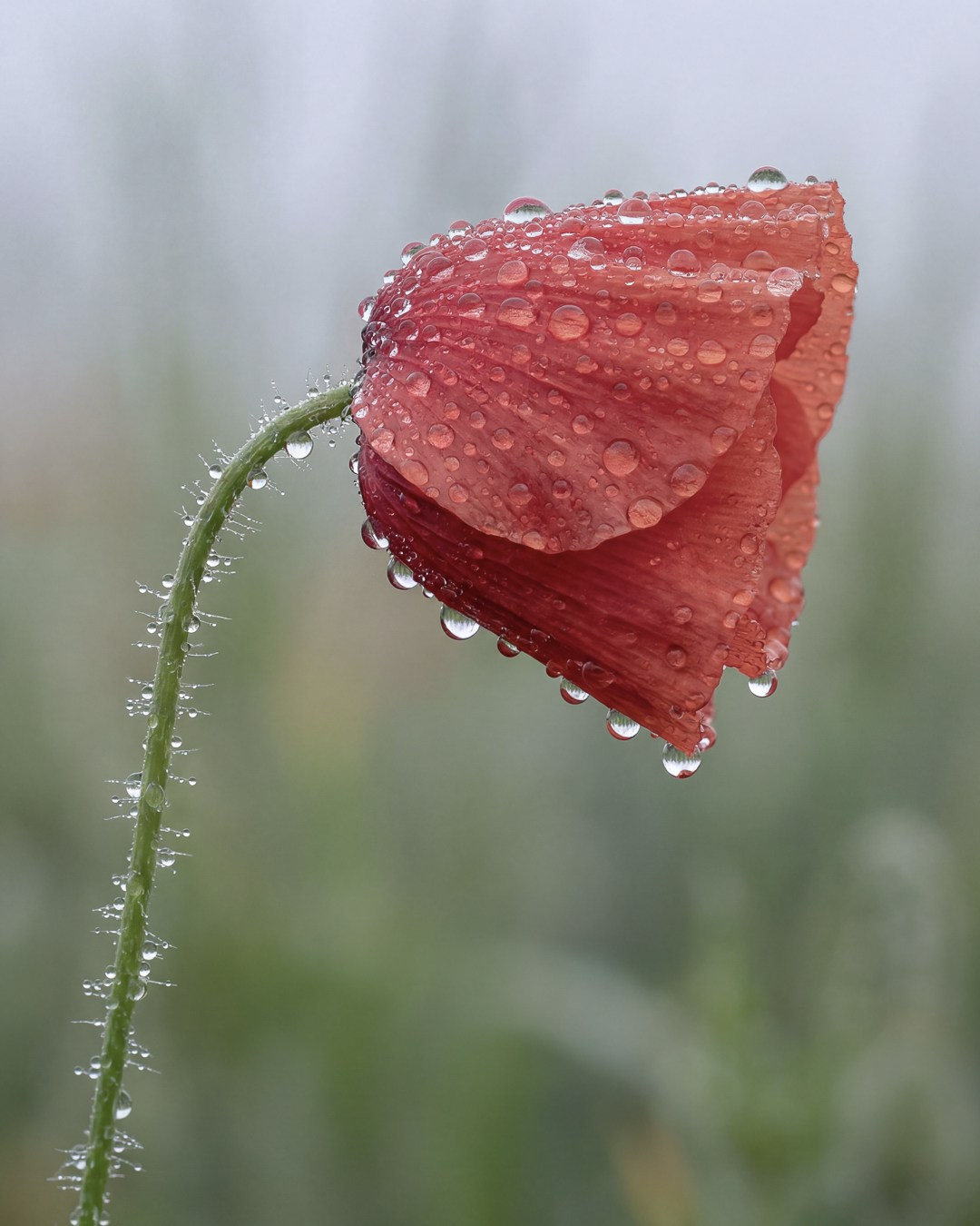 Film Grain Co. Volume 1