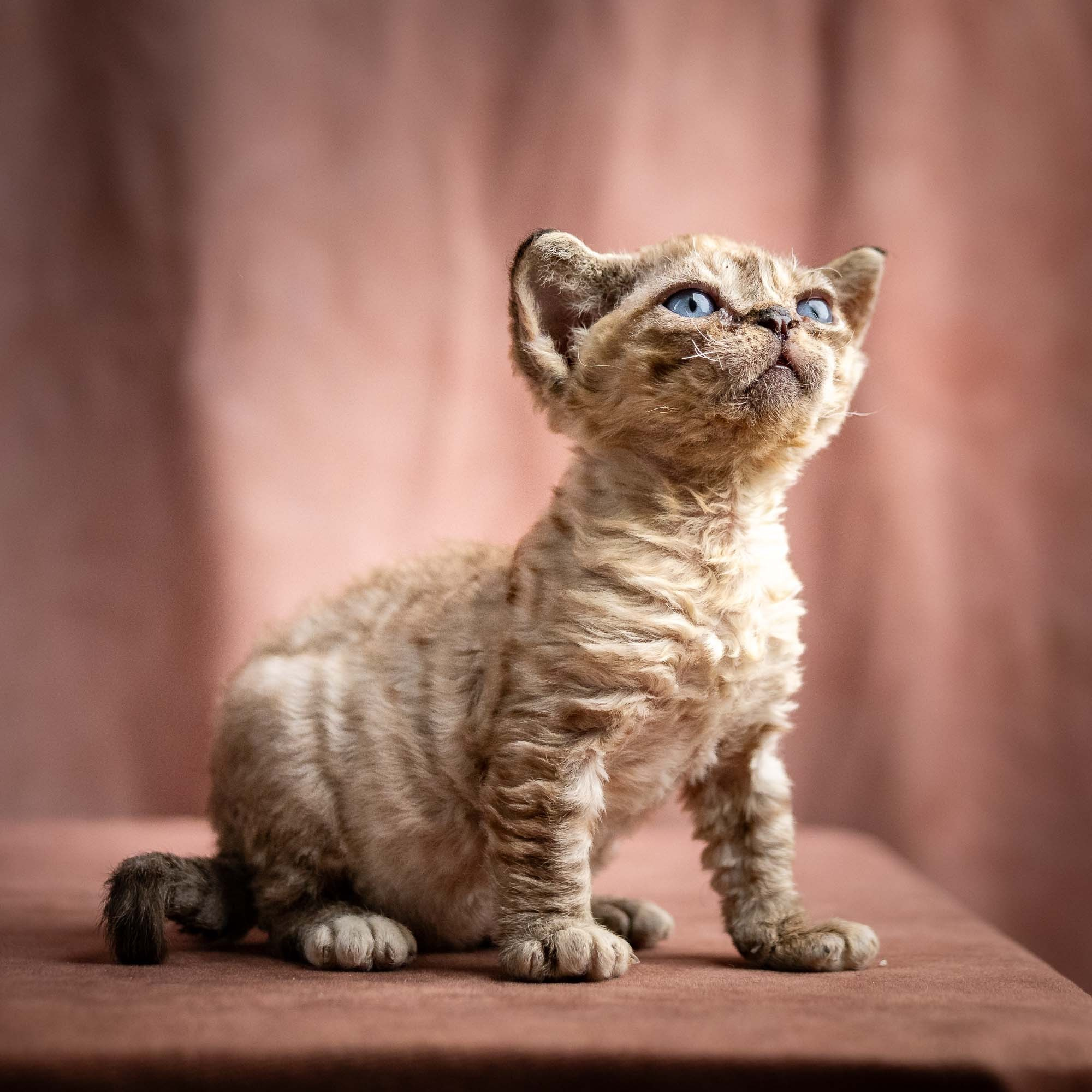 Remy, boy, born 05.08.26. Devon Rex Pixie Cattery