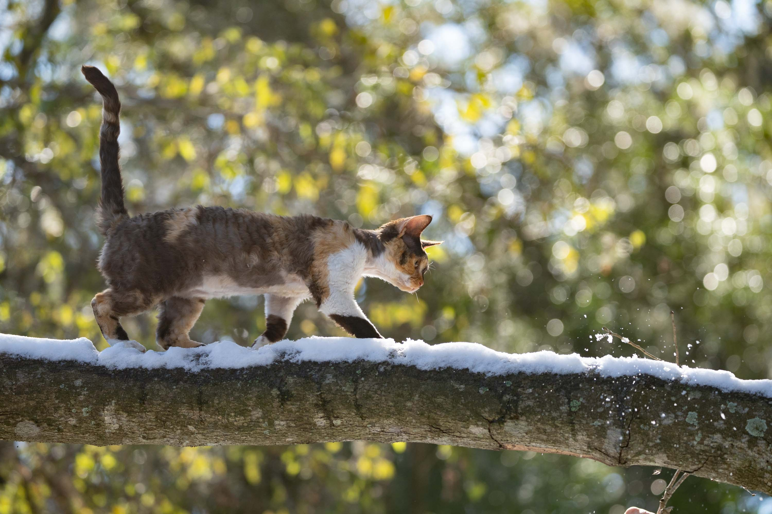 Dottie, girl, born on 06.06.24 NOT AVAILABLE. Devon Rex Pixie Cattery