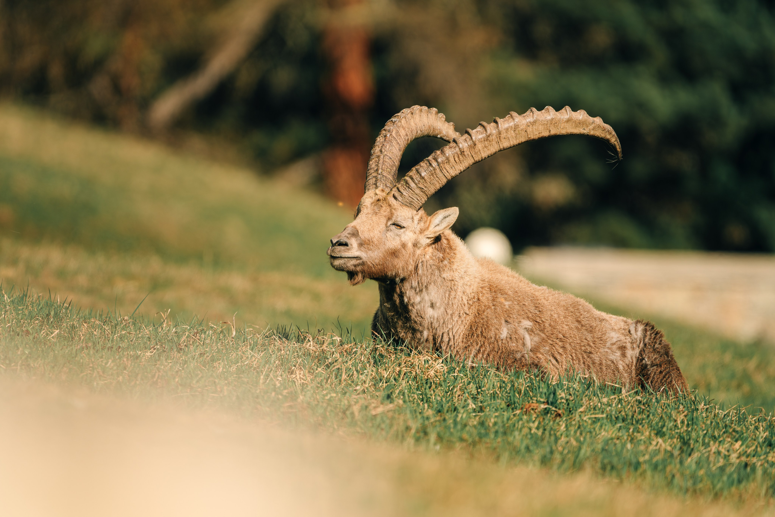 Capricorns in Pontresina. Lutsenko Visuals — Photography & Visual Content