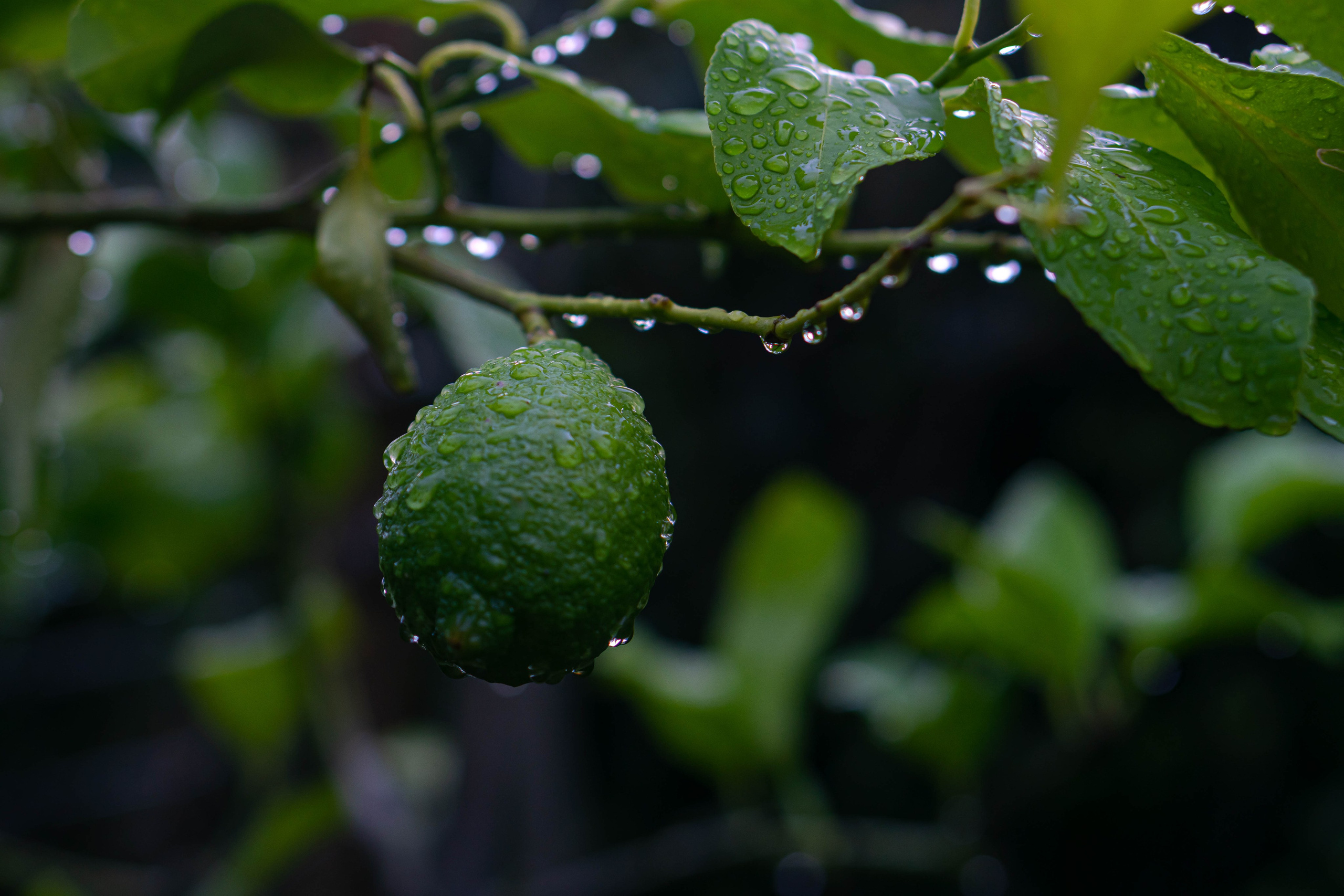 Bocetos. Alba del Norte Studio