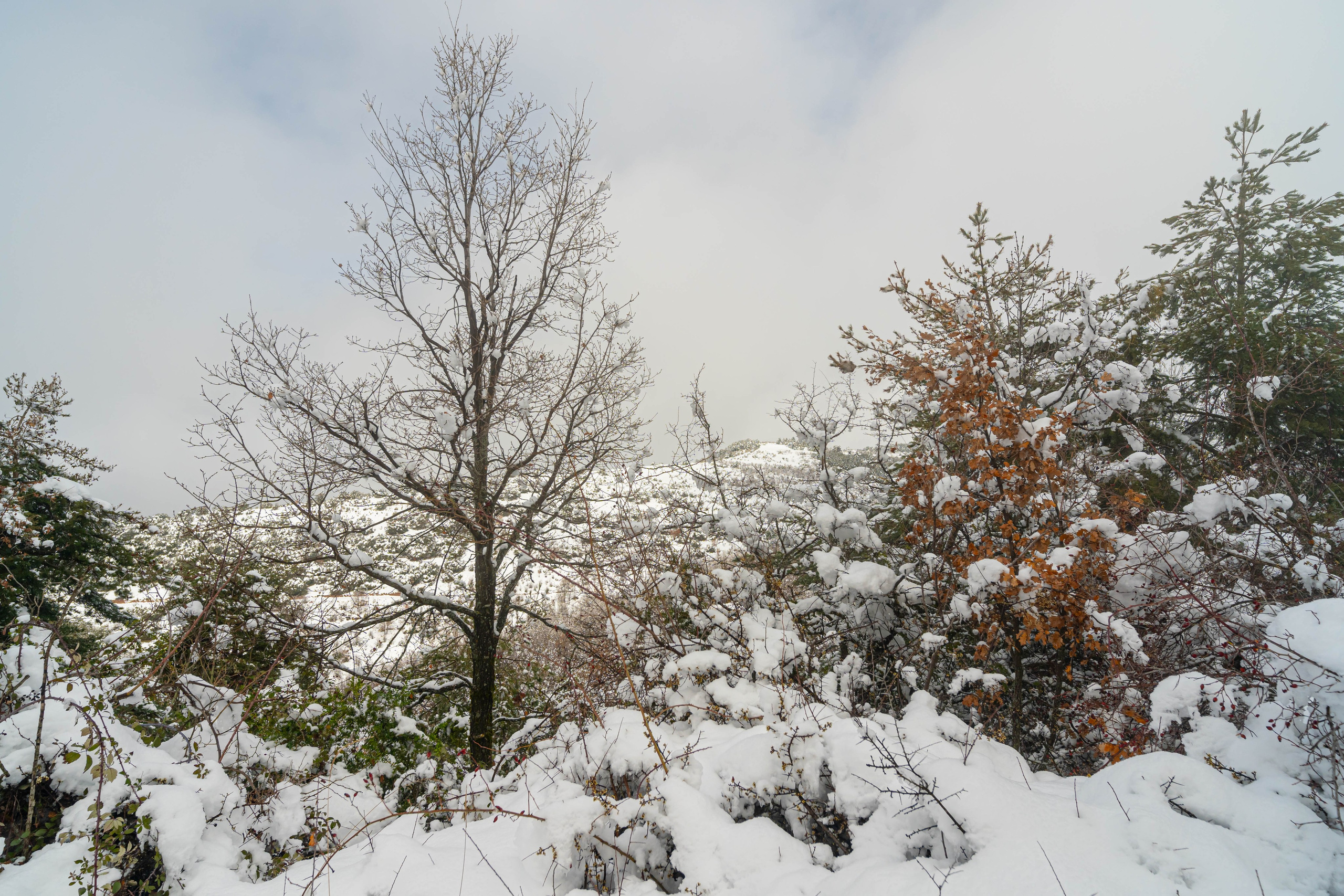 Pueblo abandonado de Montsor nevado. Alba del Norte Studio