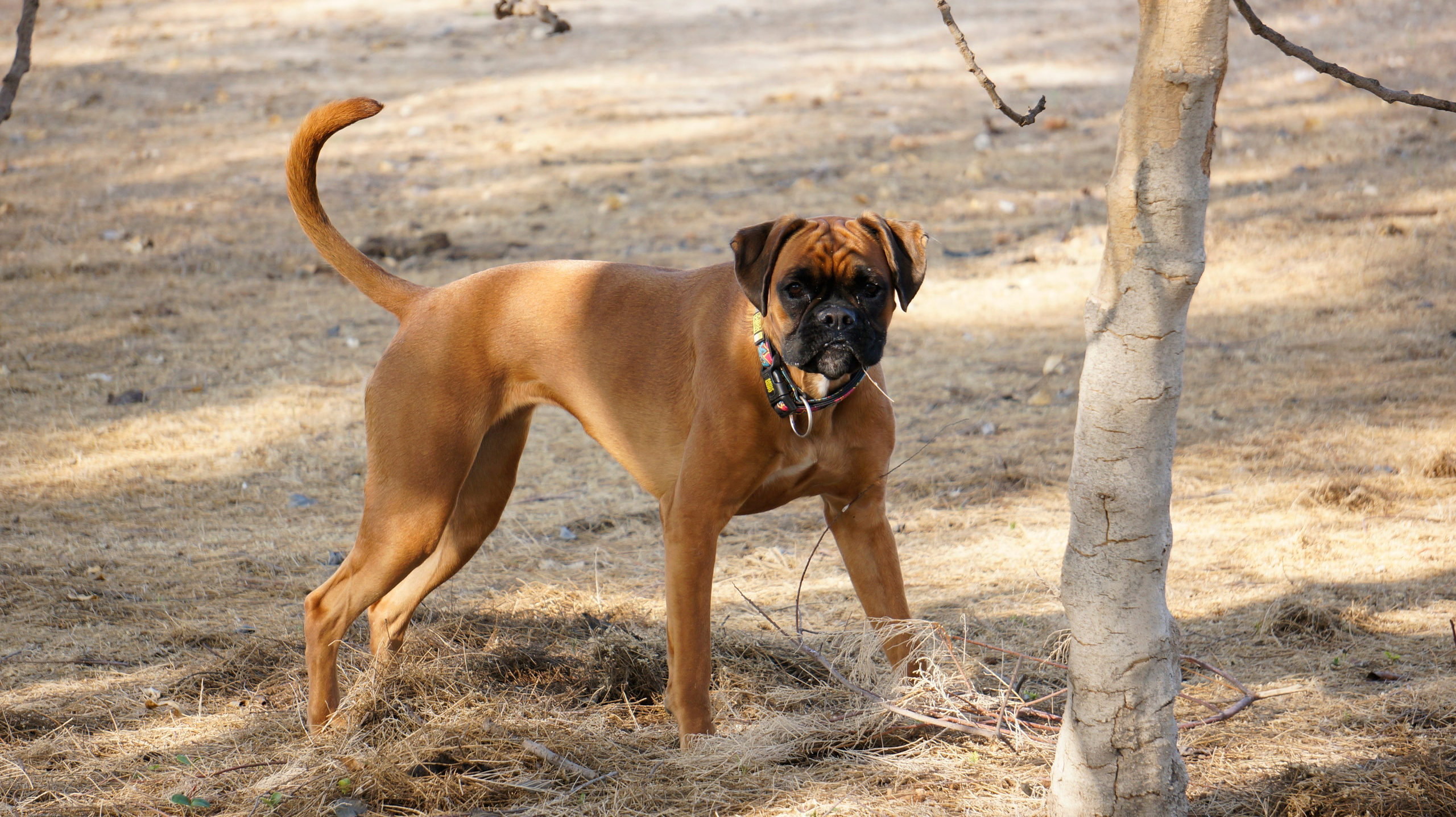 My ״Star״ Boxer Dog