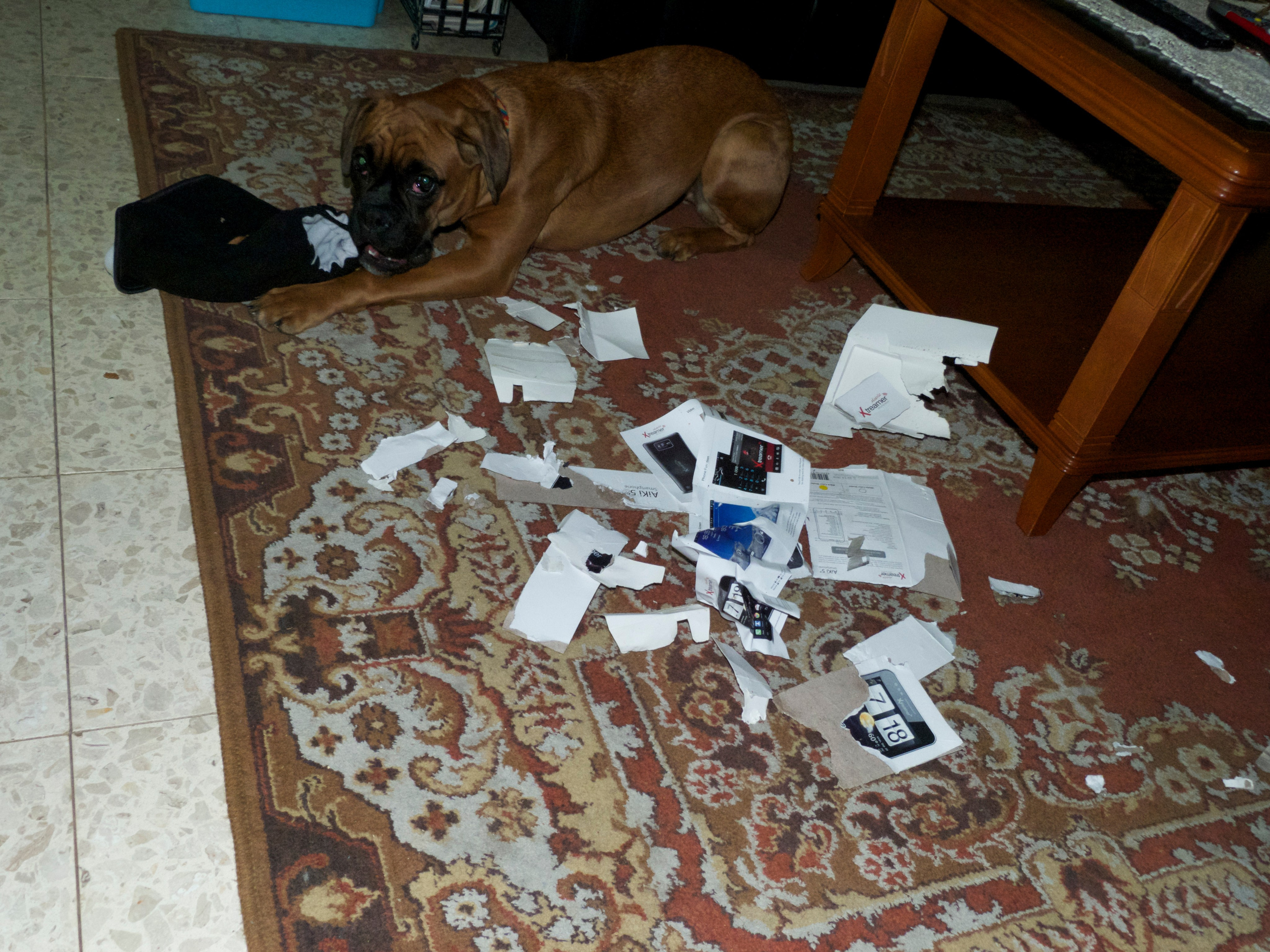 My ״Star״ Boxer Dog