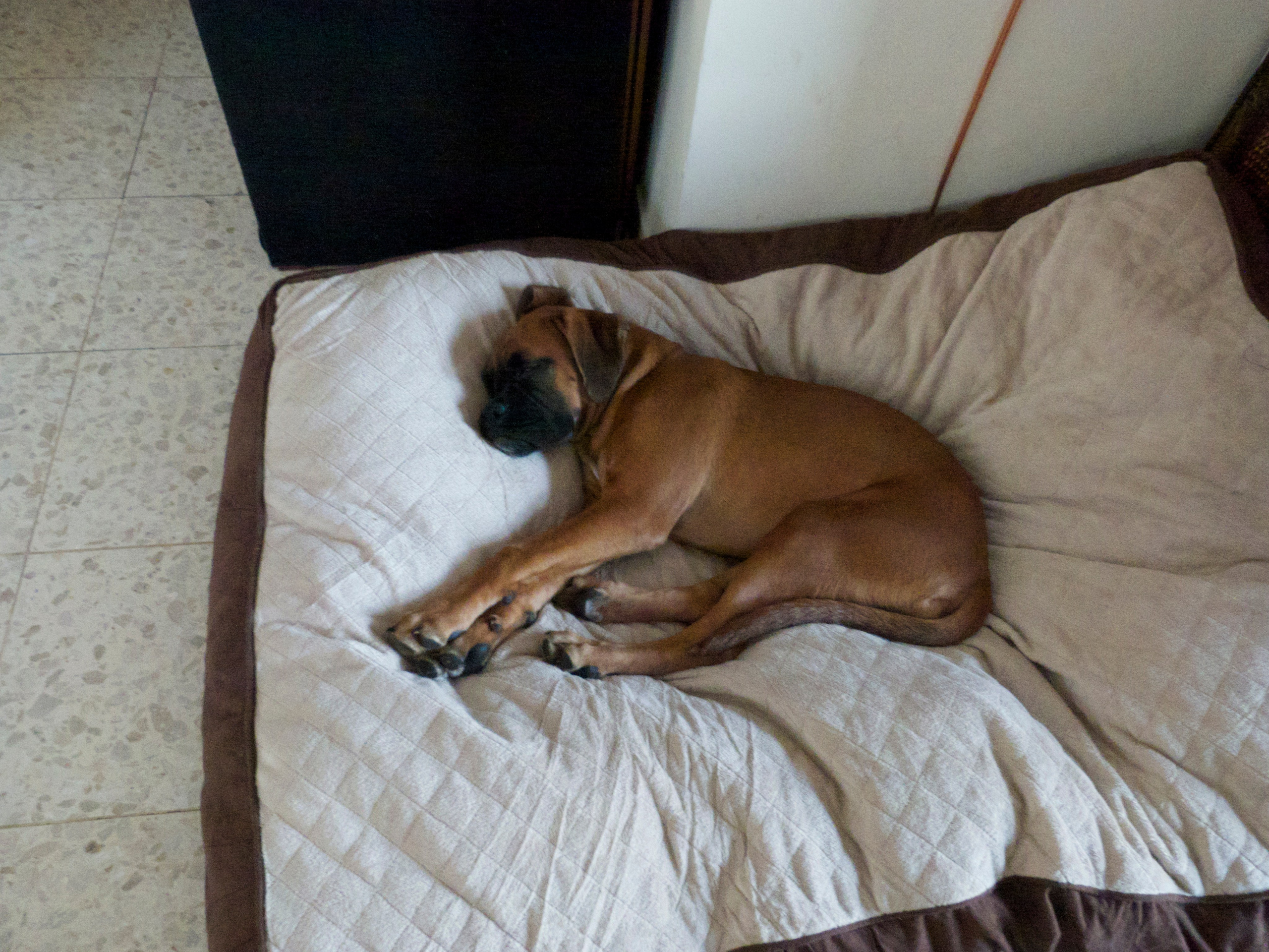 My ״Star״ Boxer Dog