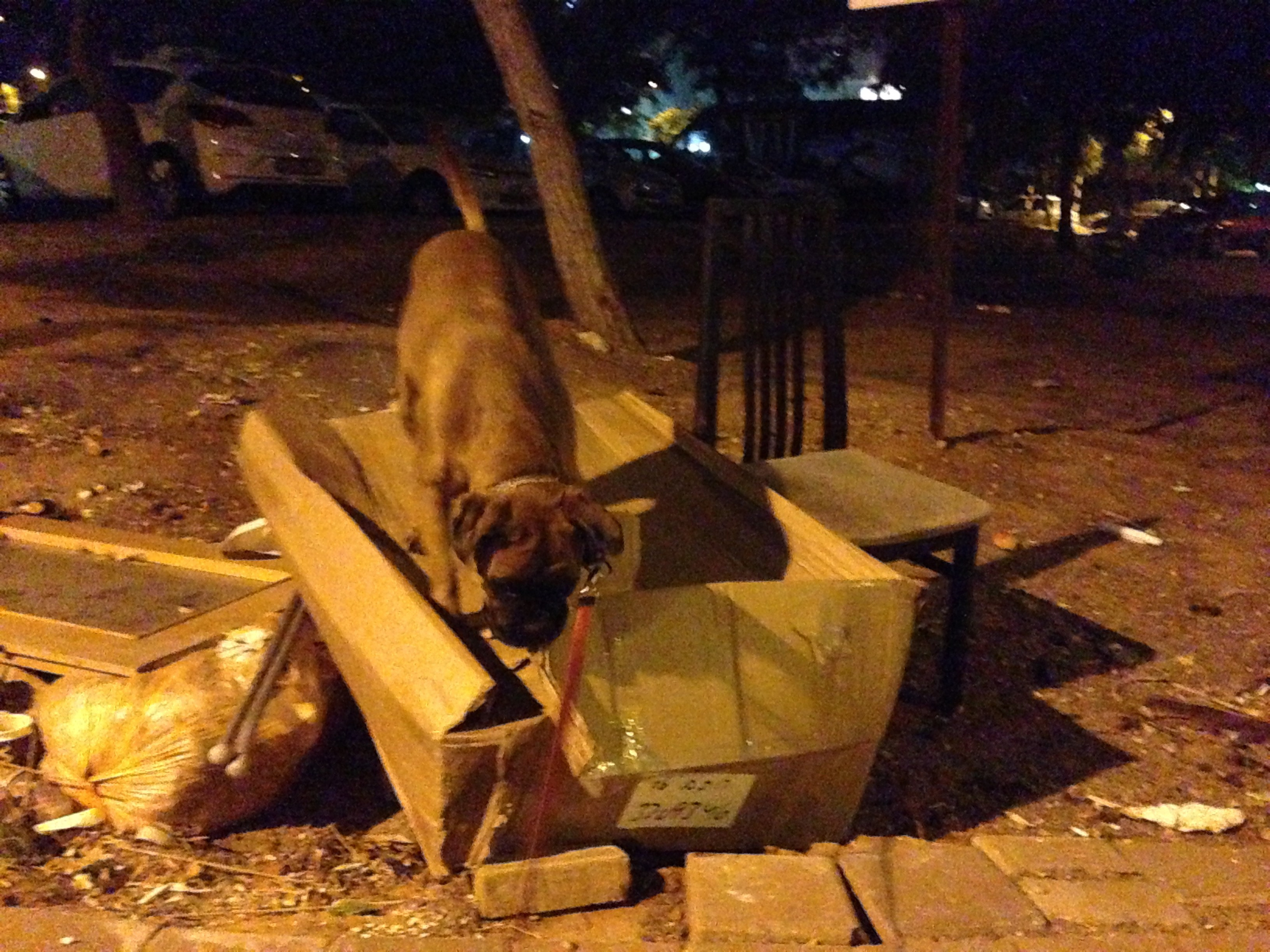 My ״Star״ Boxer Dog