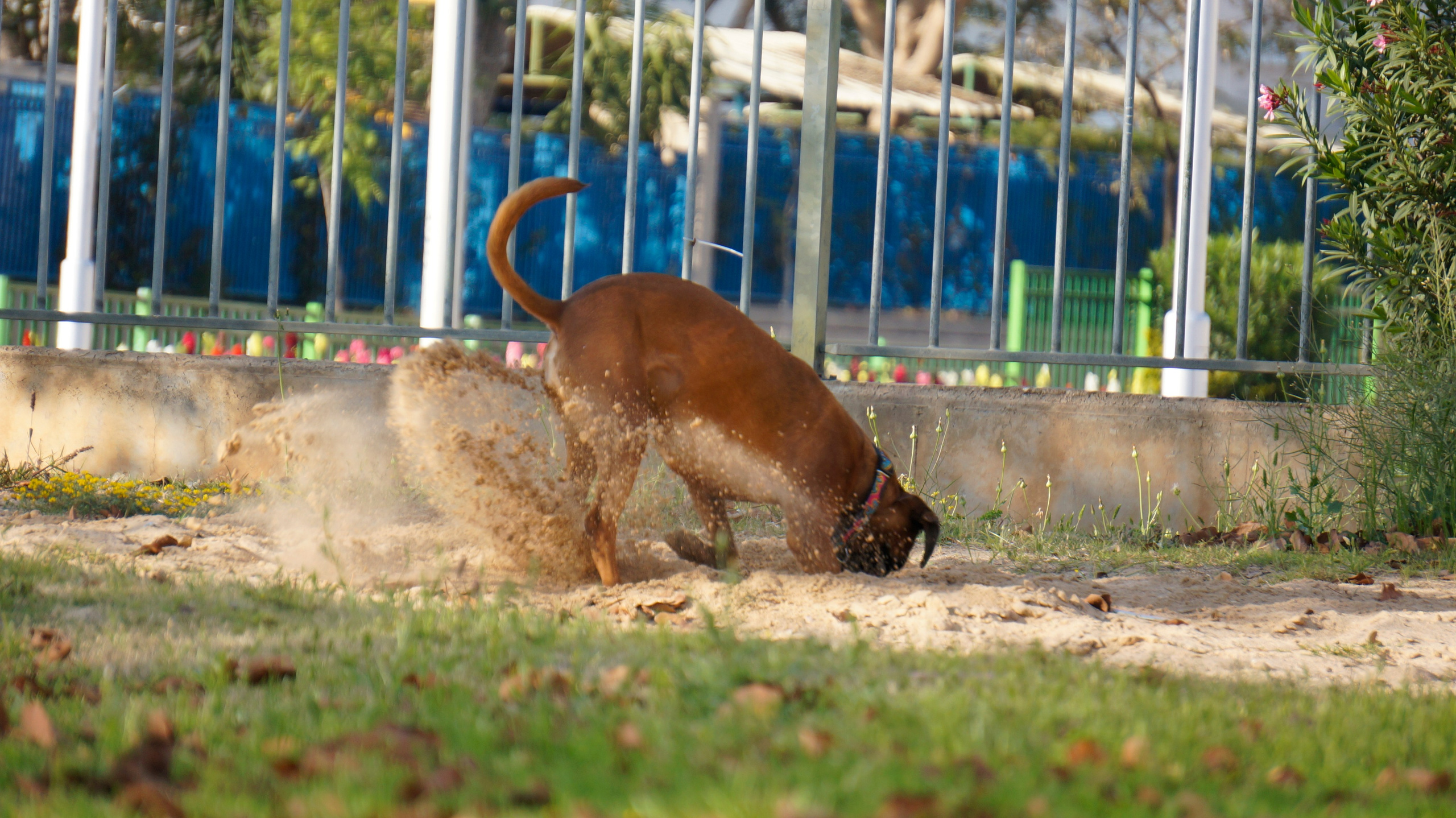 My ״Star״ Boxer Dog