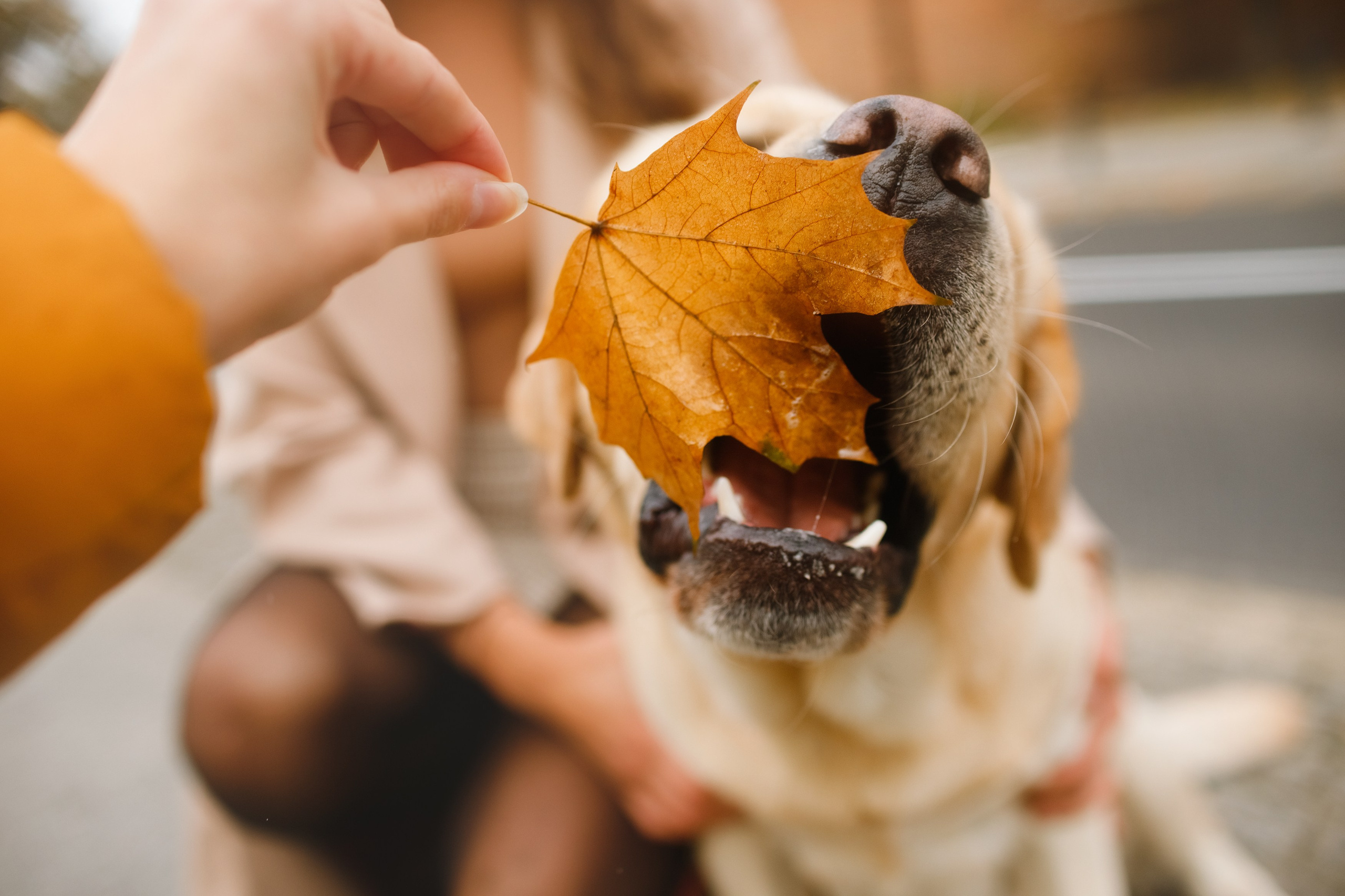 Katya & labrador. Kaja | fotograf psów we Wrocławiu