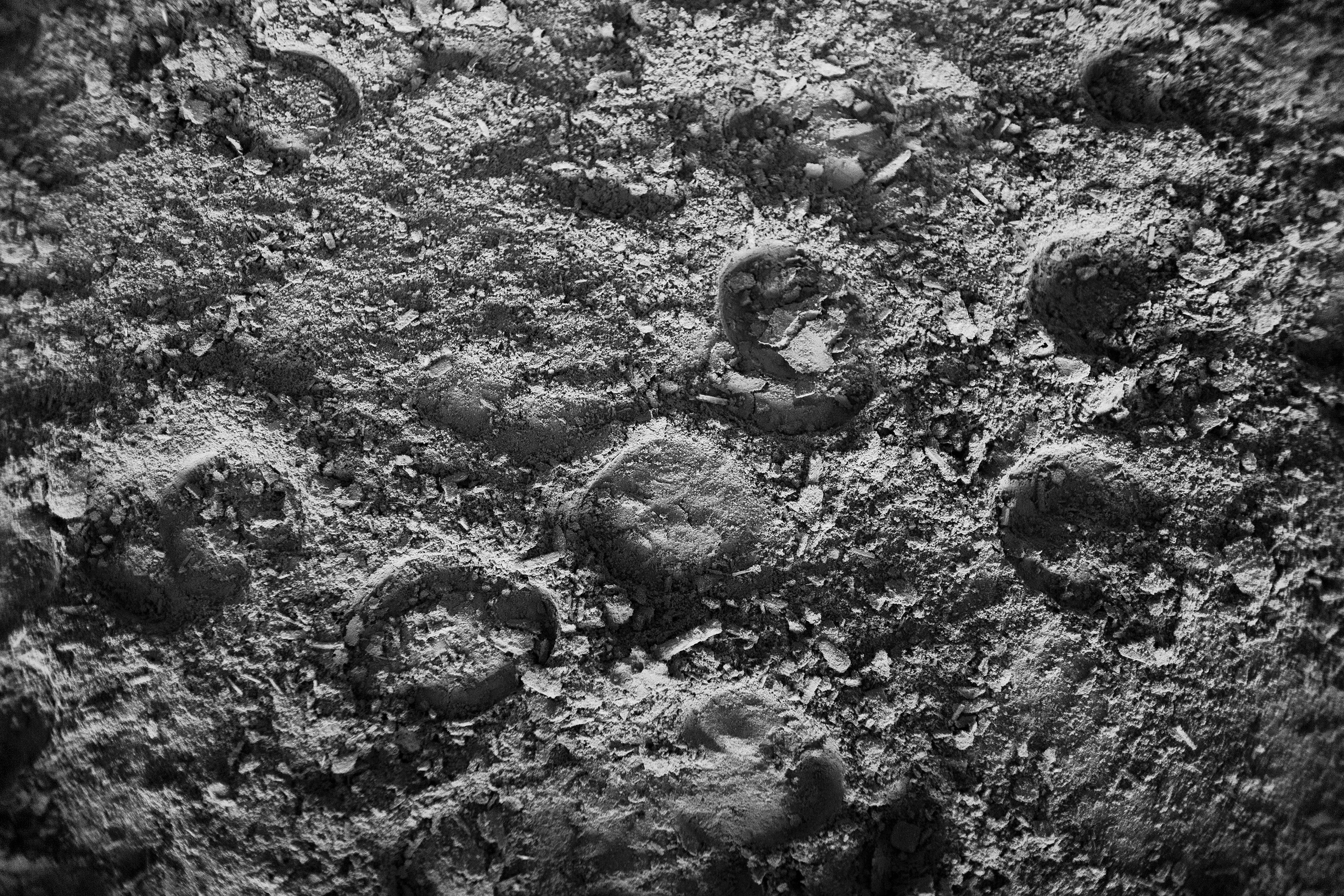 Winter show jumping in «Progress». Kaja | fotograf we Wrocławiu | ludzie i psy