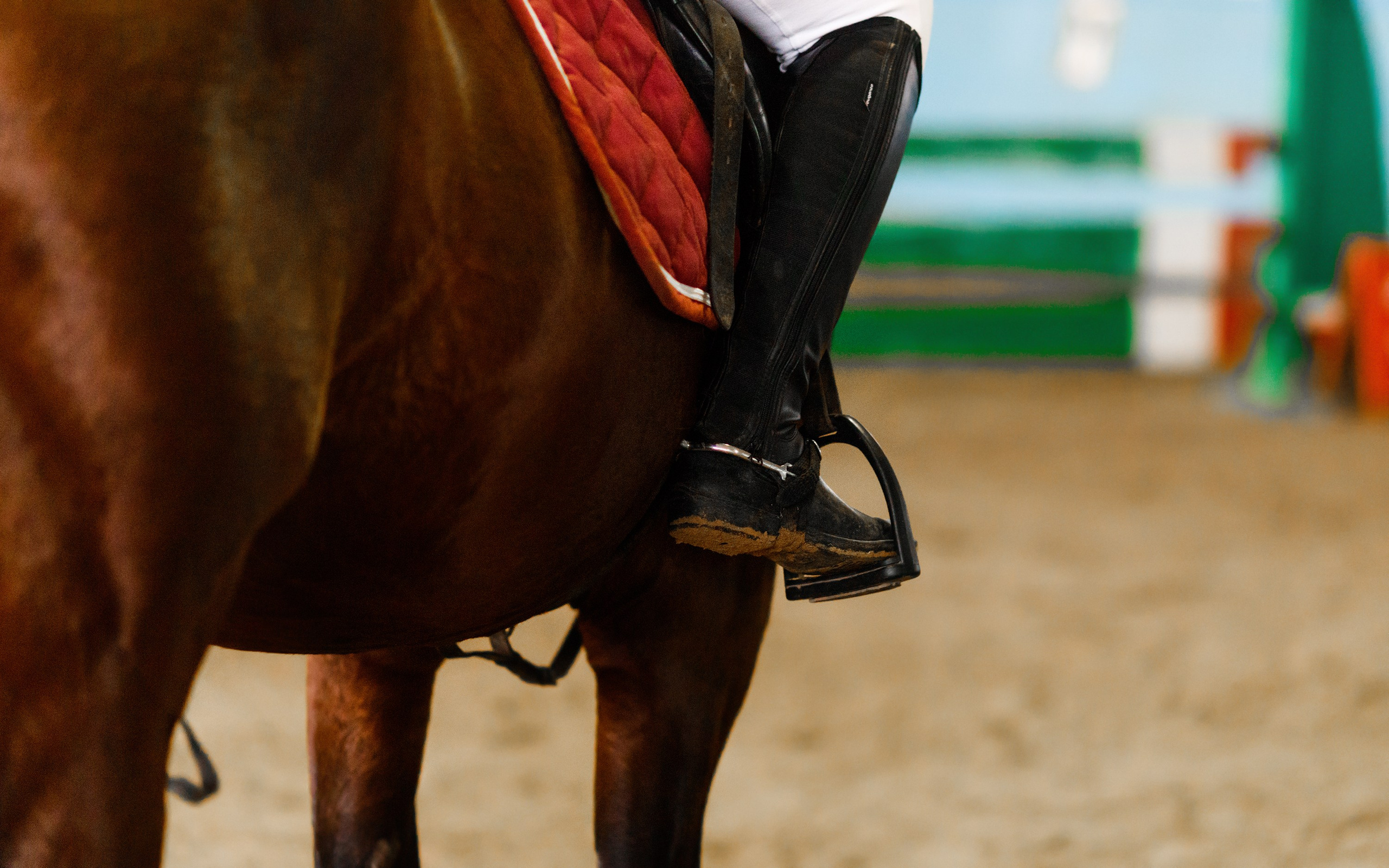 Winter show jumping in «Progress». Kaja | fotograf we Wrocławiu | ludzie i psy