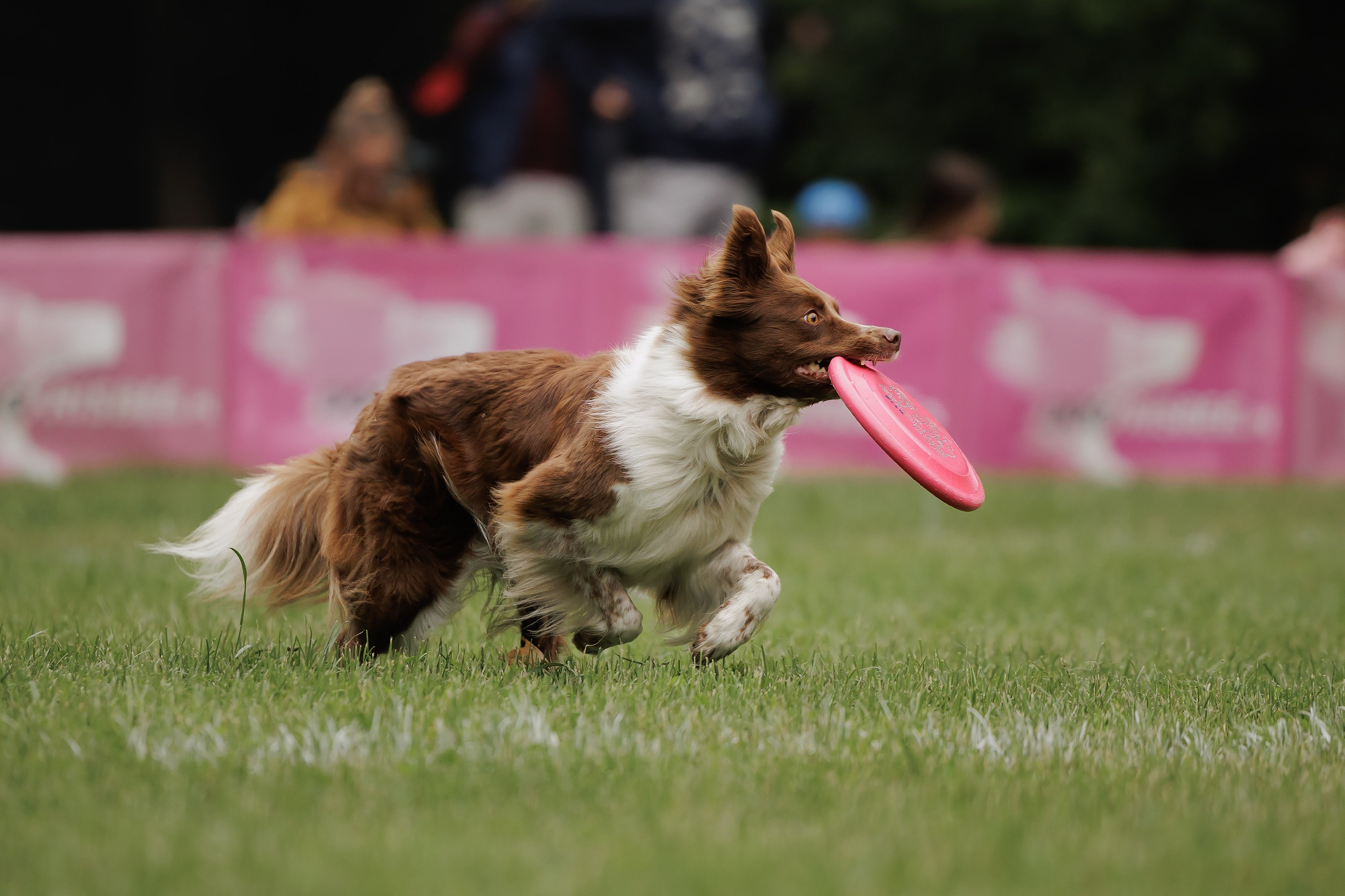 Latające psy, Wrocław'25. Kaja | fotograf psów we Wrocławiu