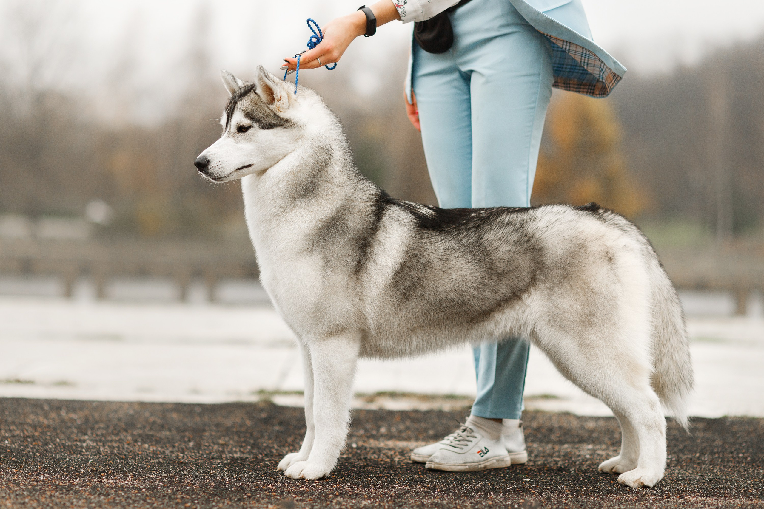 Dog shows | the best ones. Kaja | fotograf psów we Wrocławiu
