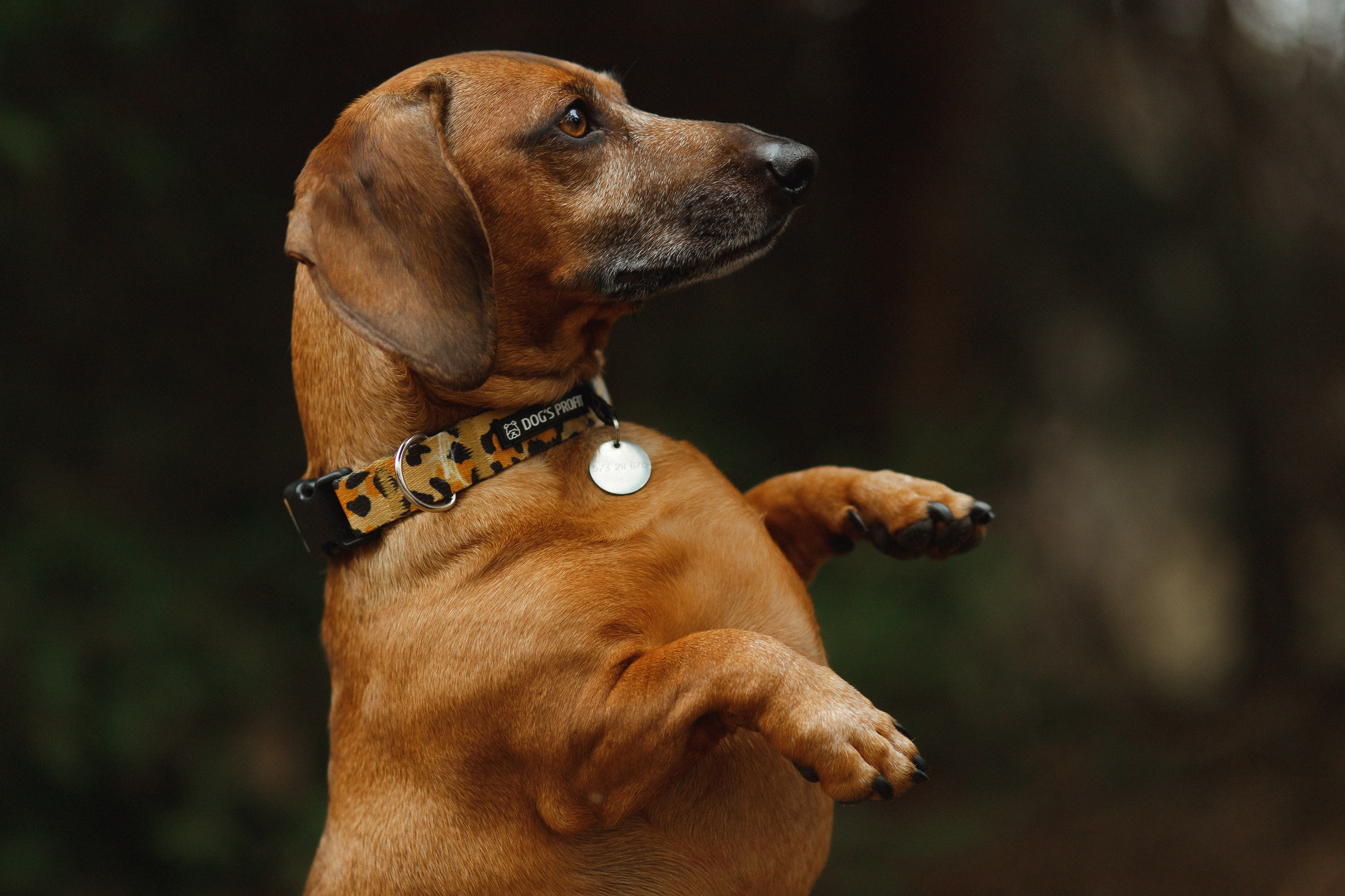 Ania, Franek & Vincent. Kaja | fotograf psów we Wrocławiu