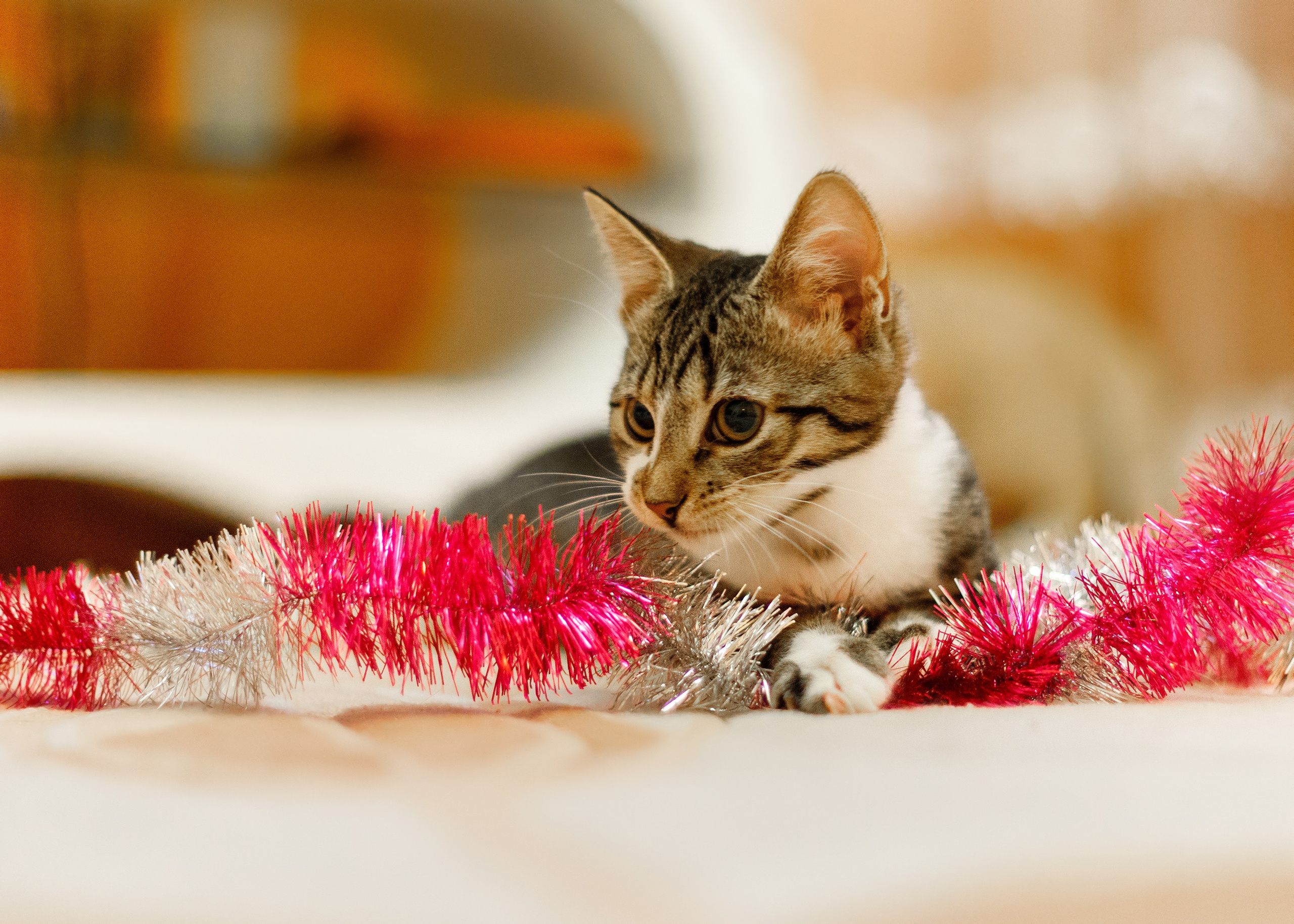 Cats for adoption. Kaja | fotograf we Wrocławiu | ludzie i psy