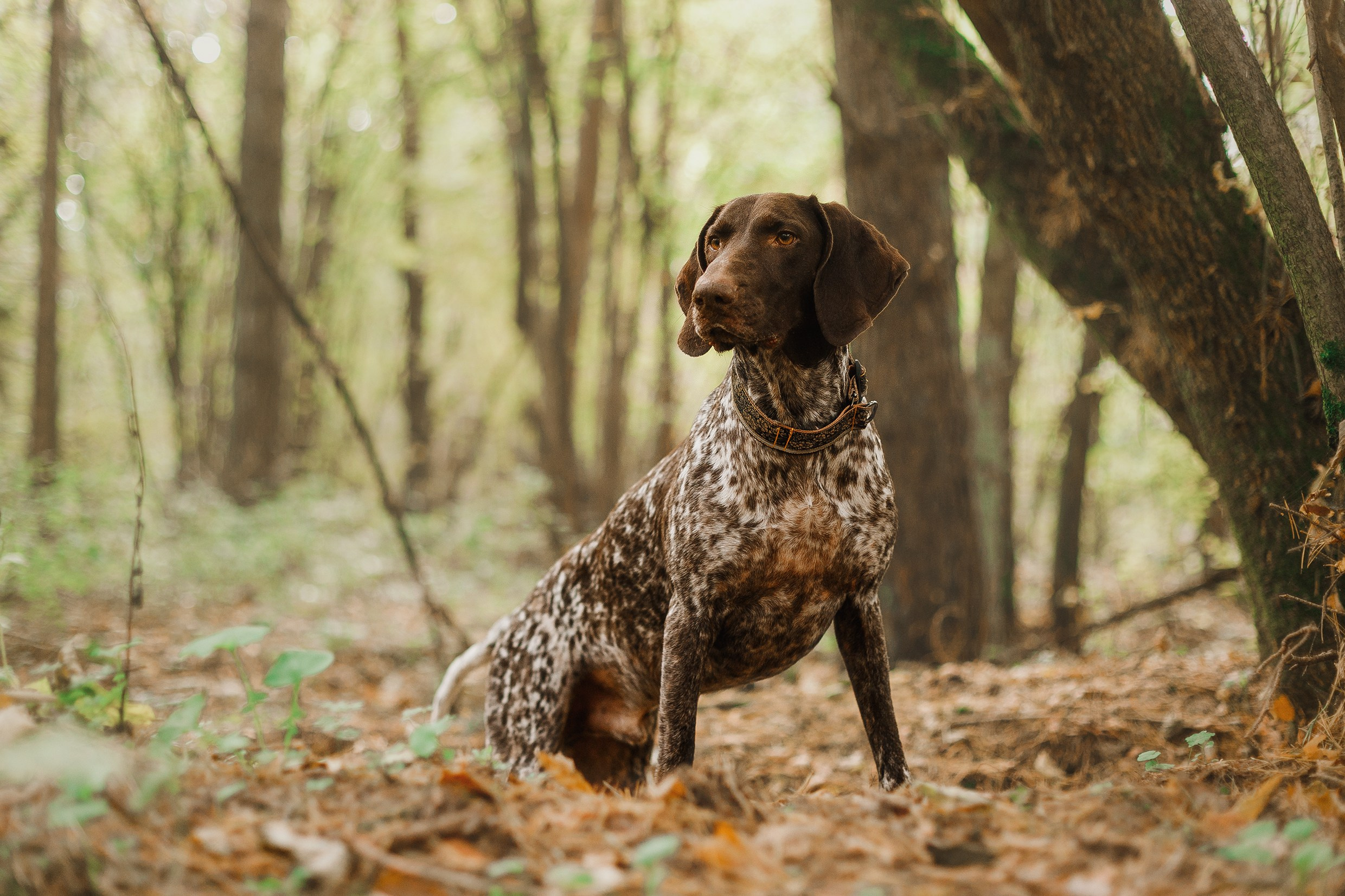 «Kasmach» dogs ammunition. Kaja | fotograf we Wrocławiu | ludzie i psy