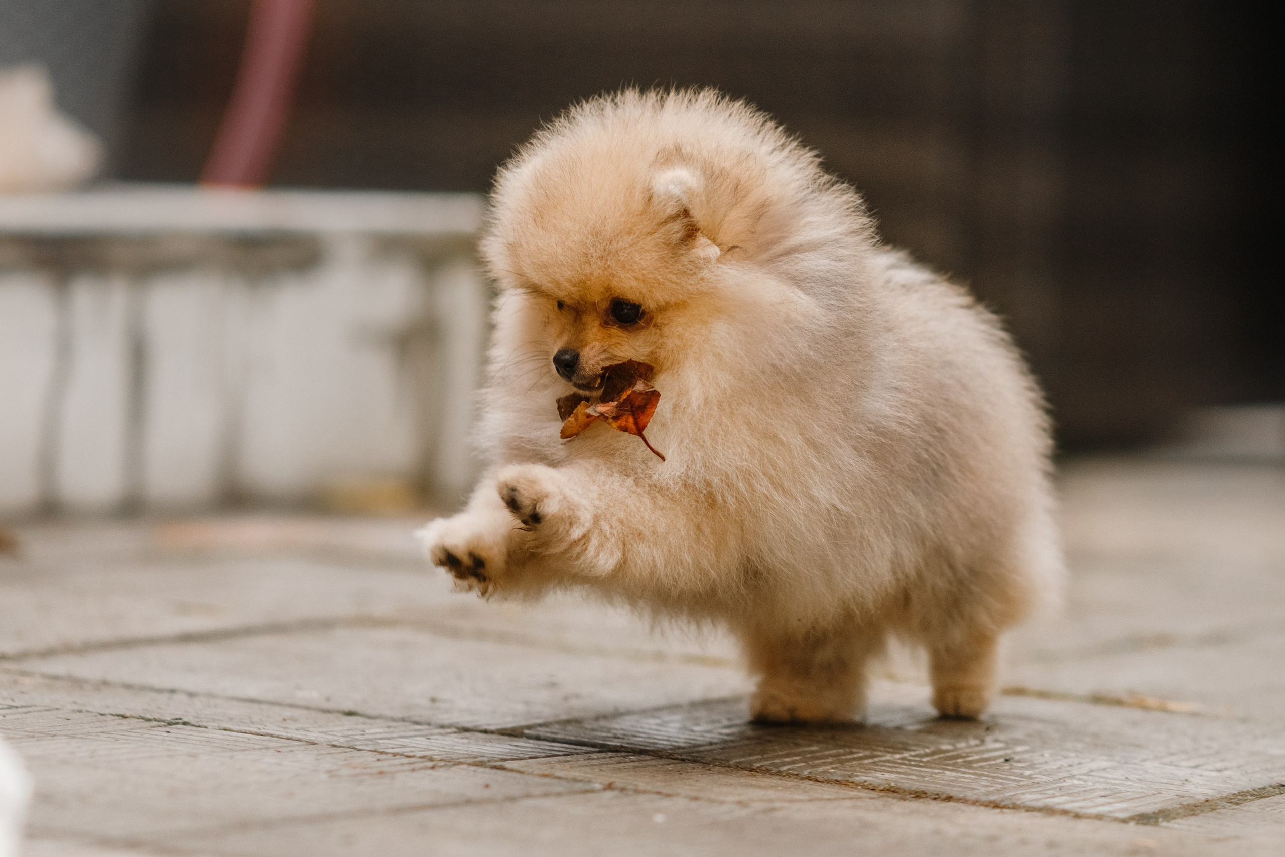 Halloween spitz puppies. Kaja | fotograf we Wrocławiu | ludzie i psy