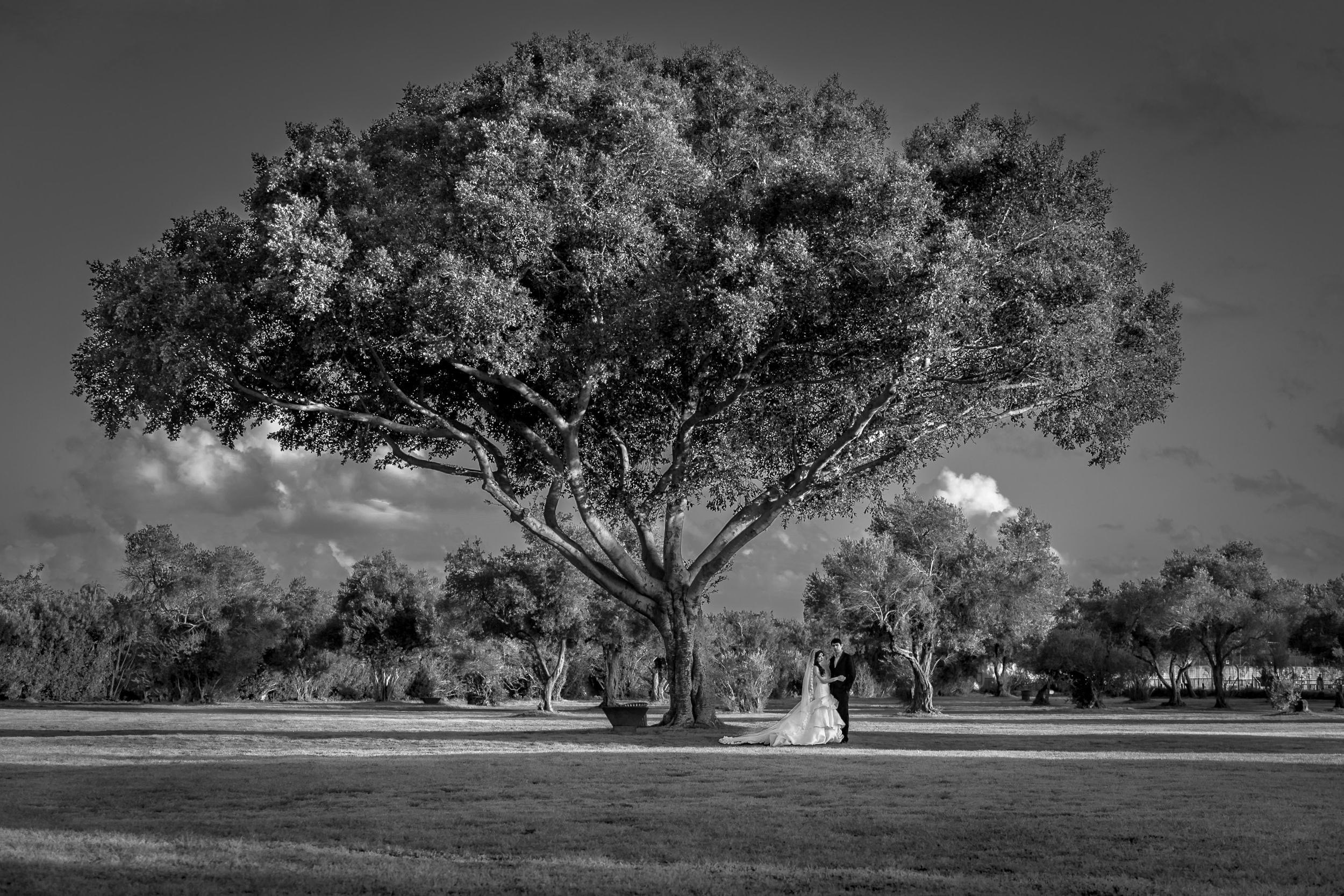 Wide black and white landscape wedding photograph of a bride and groom standing under a massive tree in Israel