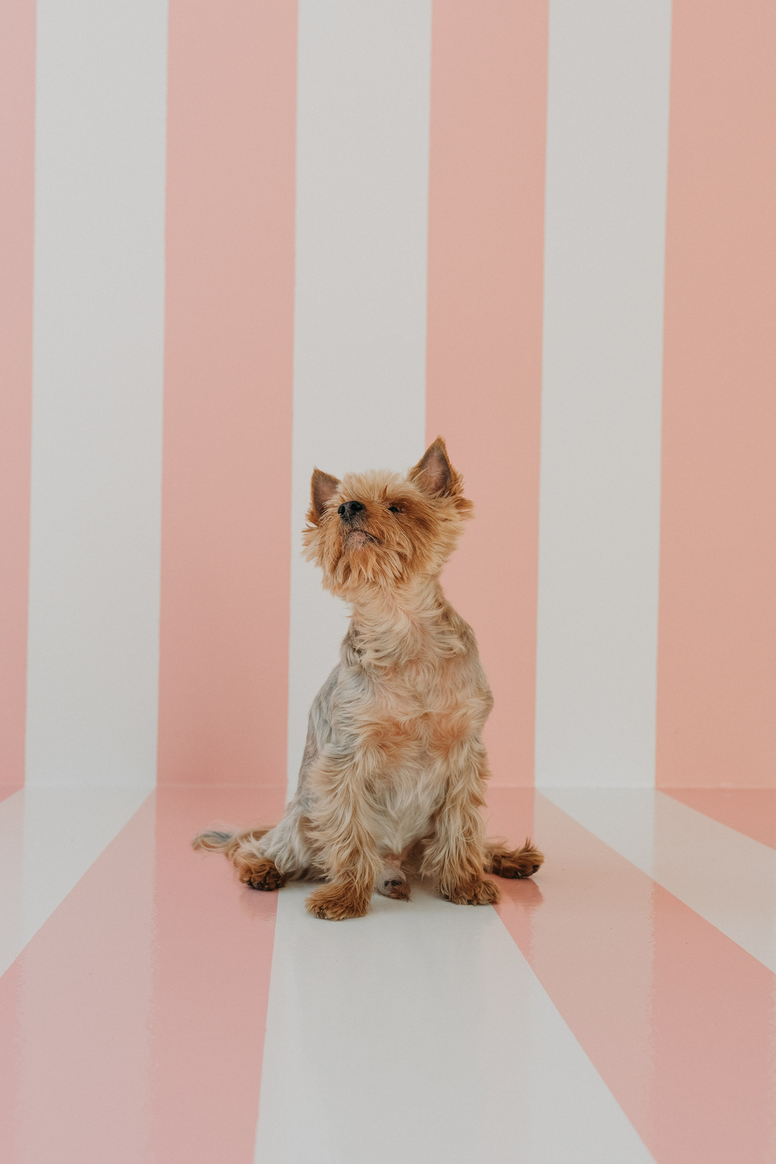 Wallun perhe. Wedding and portrait photographer in Helsinki Vickan O